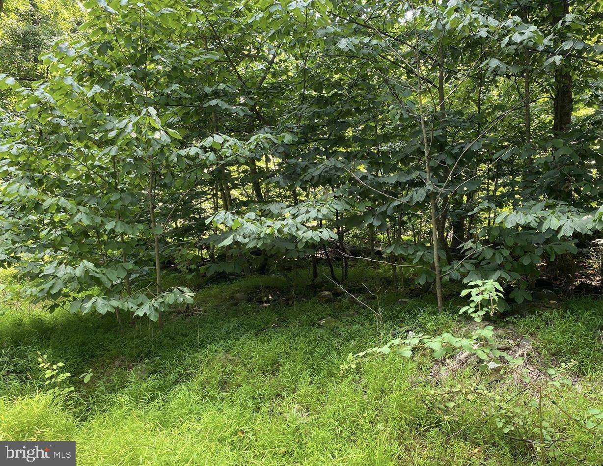Lot 51 Red Bud Ln