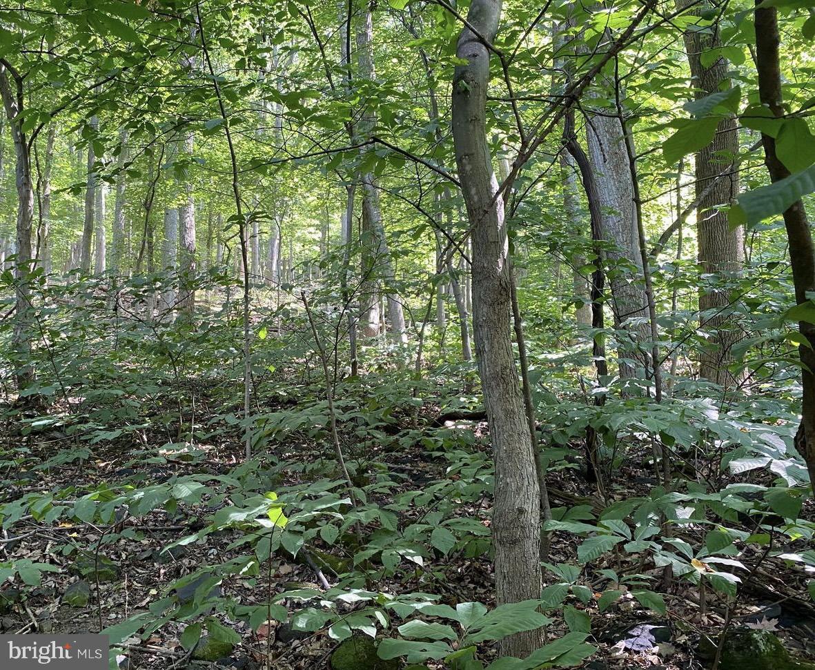 Lot 51 Red Bud Ln