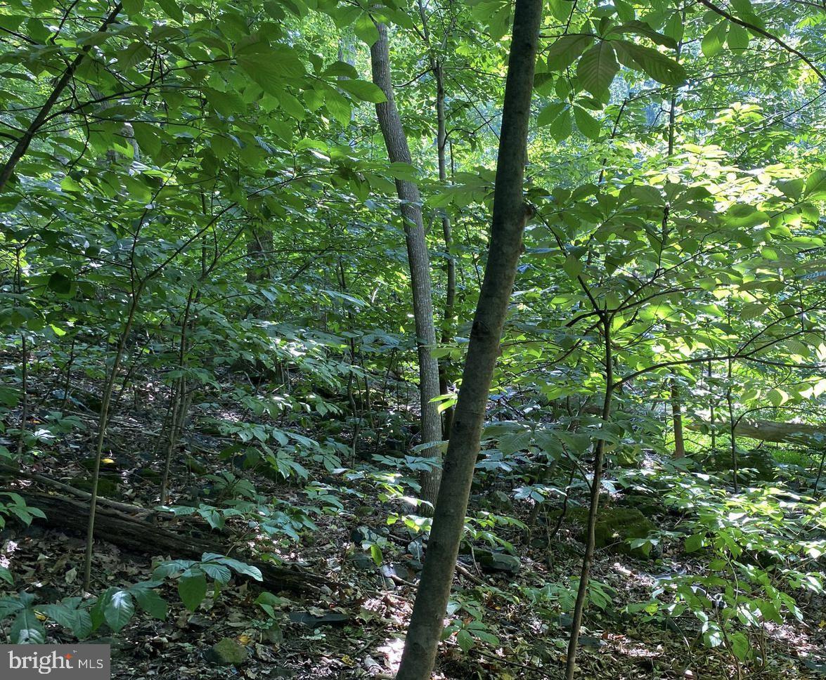 Lot 51 Red Bud Ln