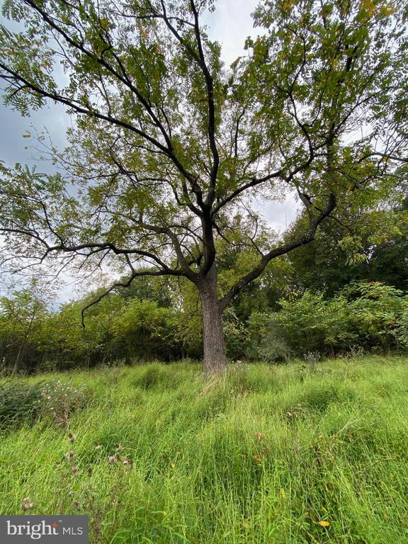 GOONEY MANOR LOOP