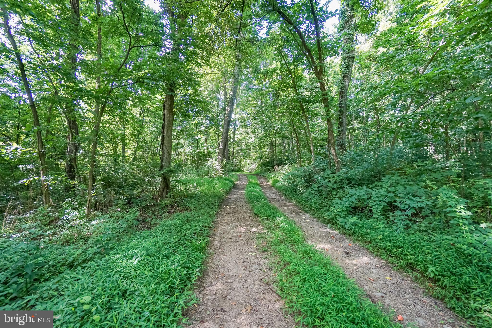 157 Acres Hollis Drive ROAD