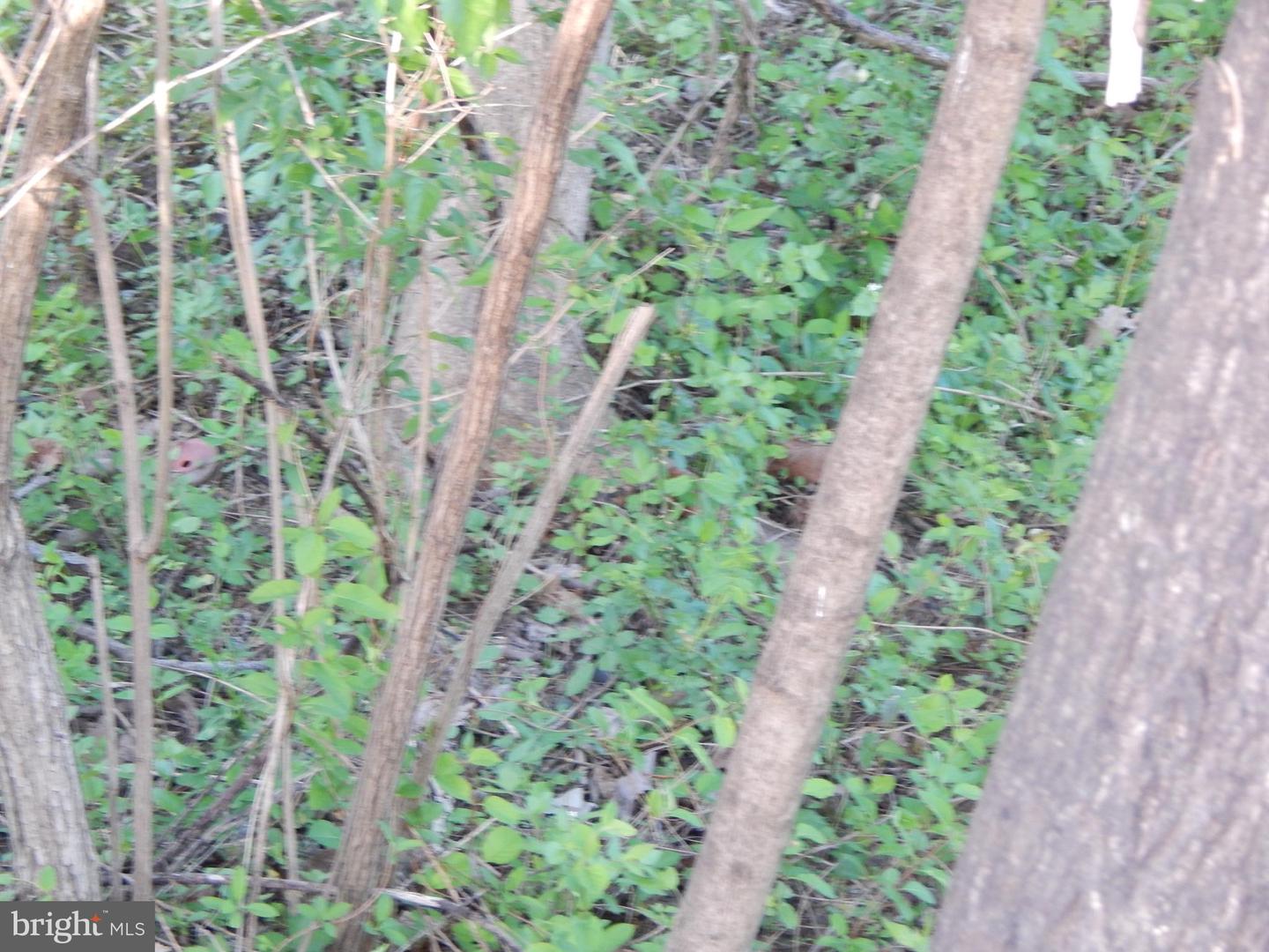 Lot 91 Siebert St
