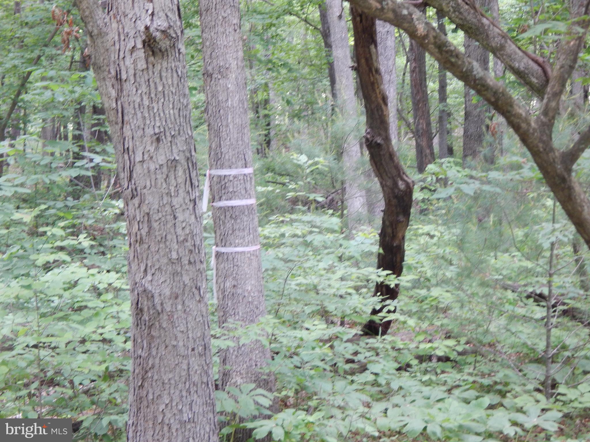 Riverwood TRAIL
