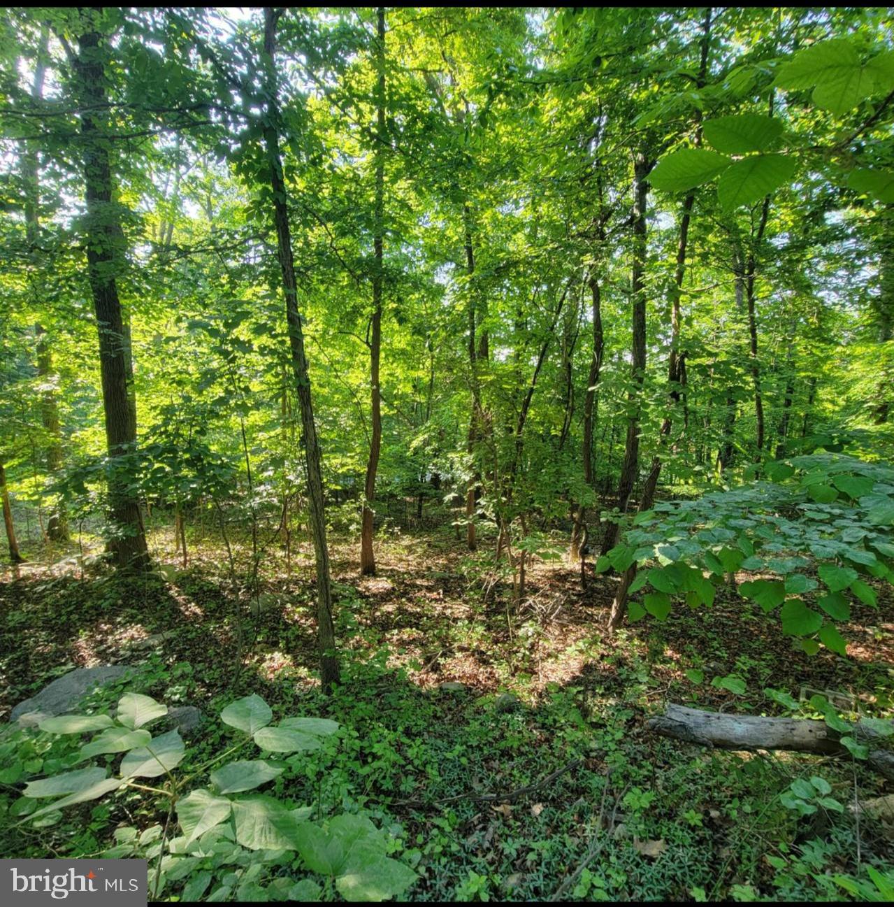 Mill Stone Run