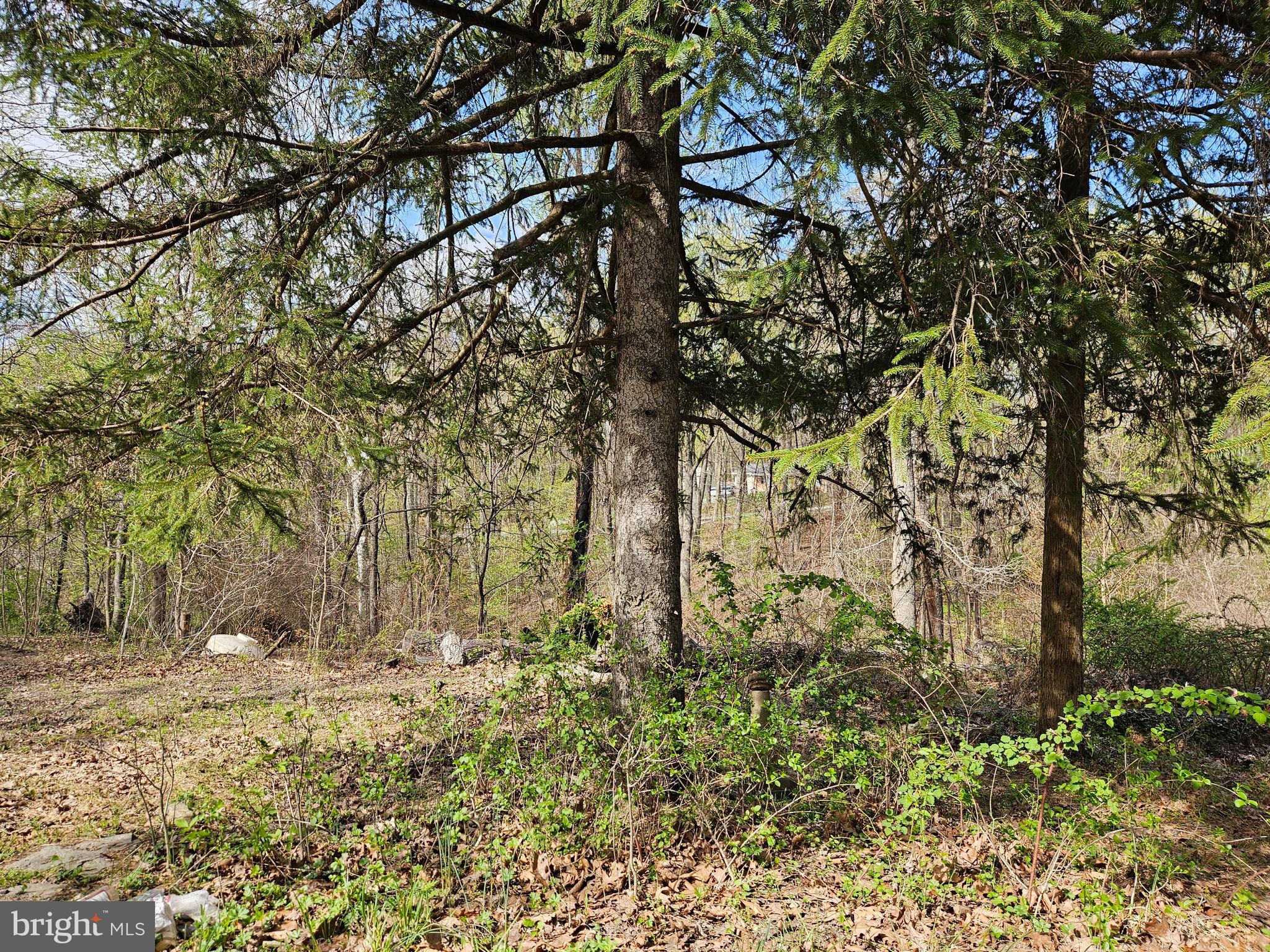 339 White Dogwood Rd