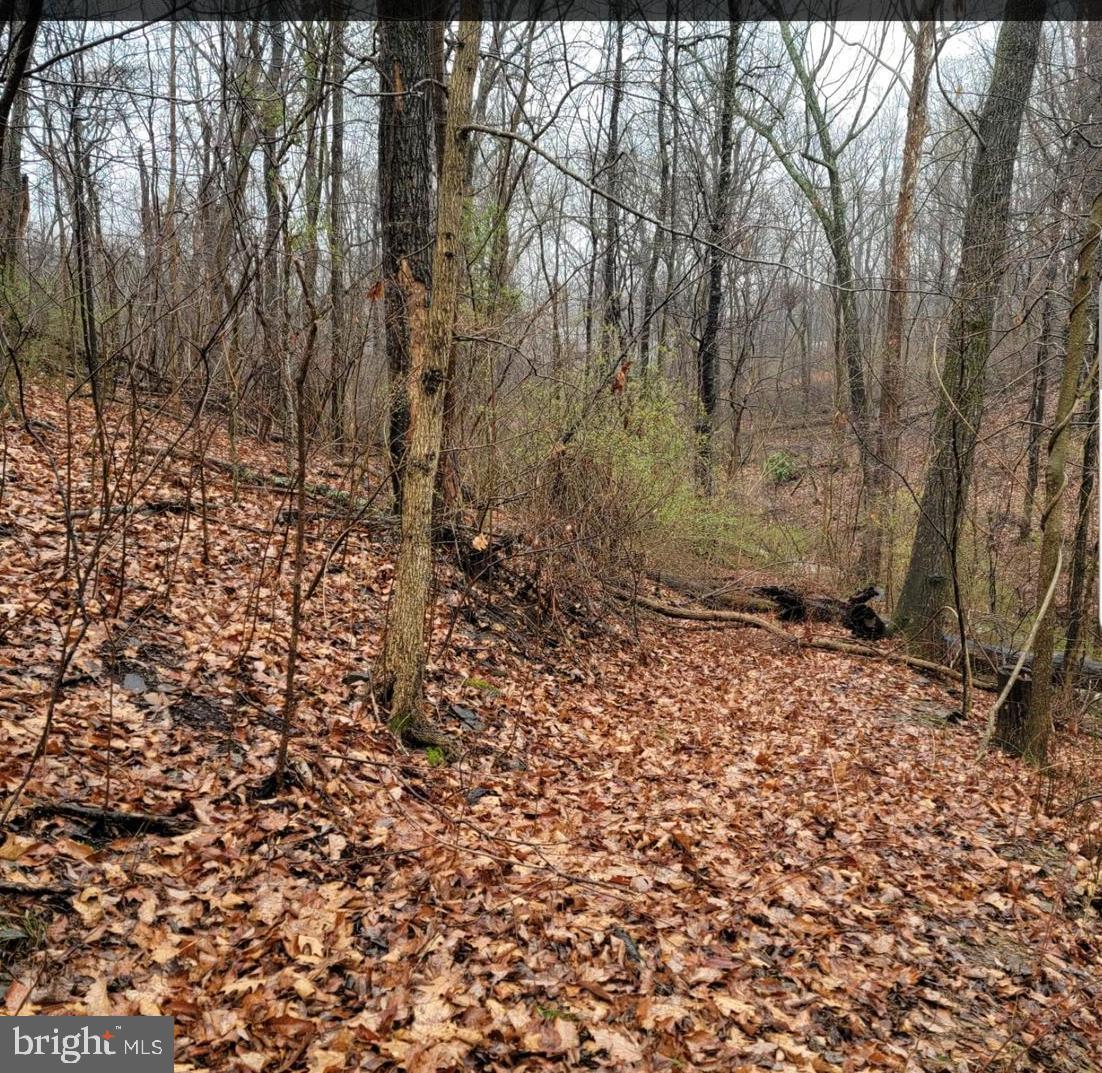 339 White Dogwood Rd