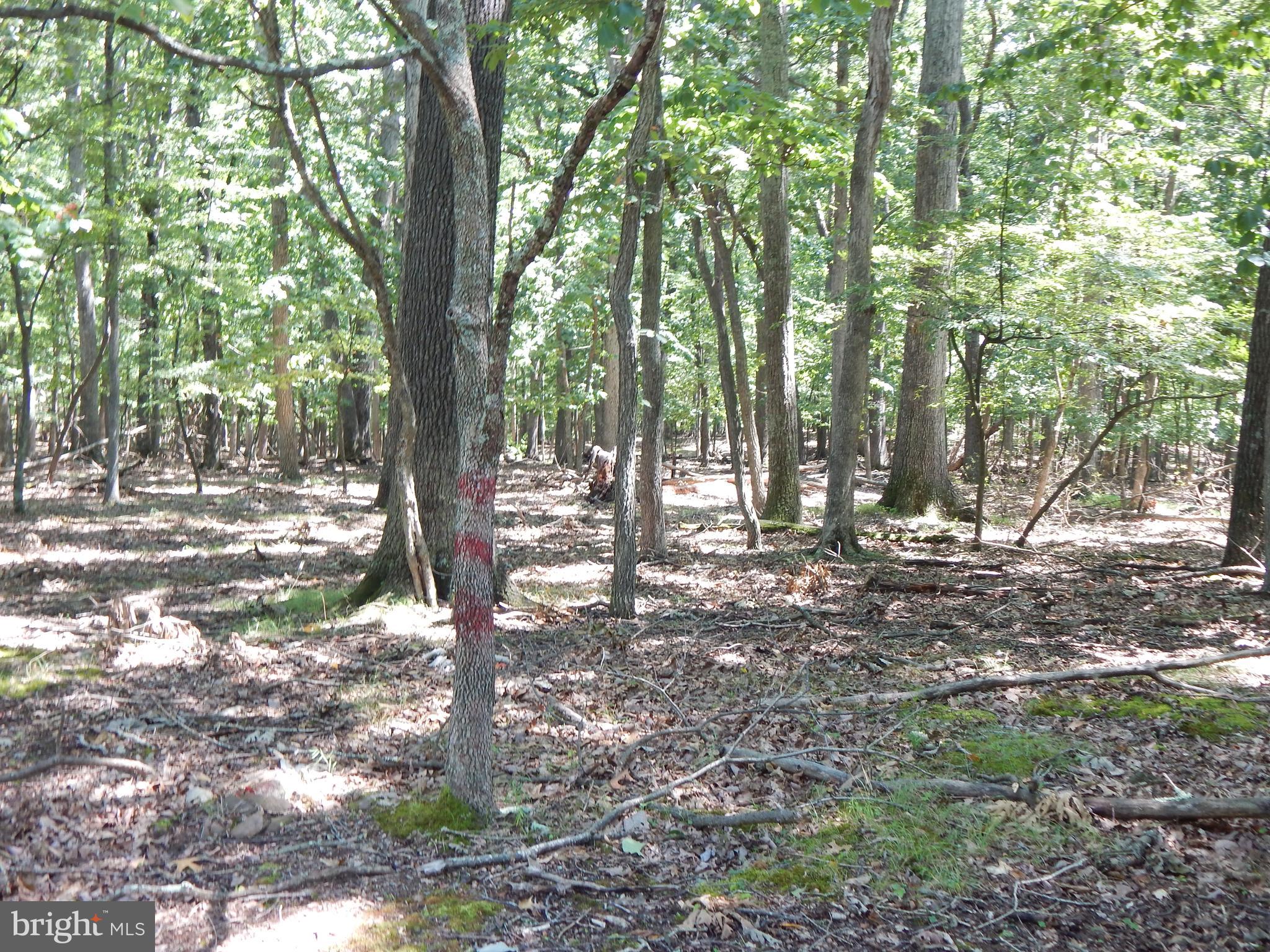 1417 Sideling Mountain TRAIL