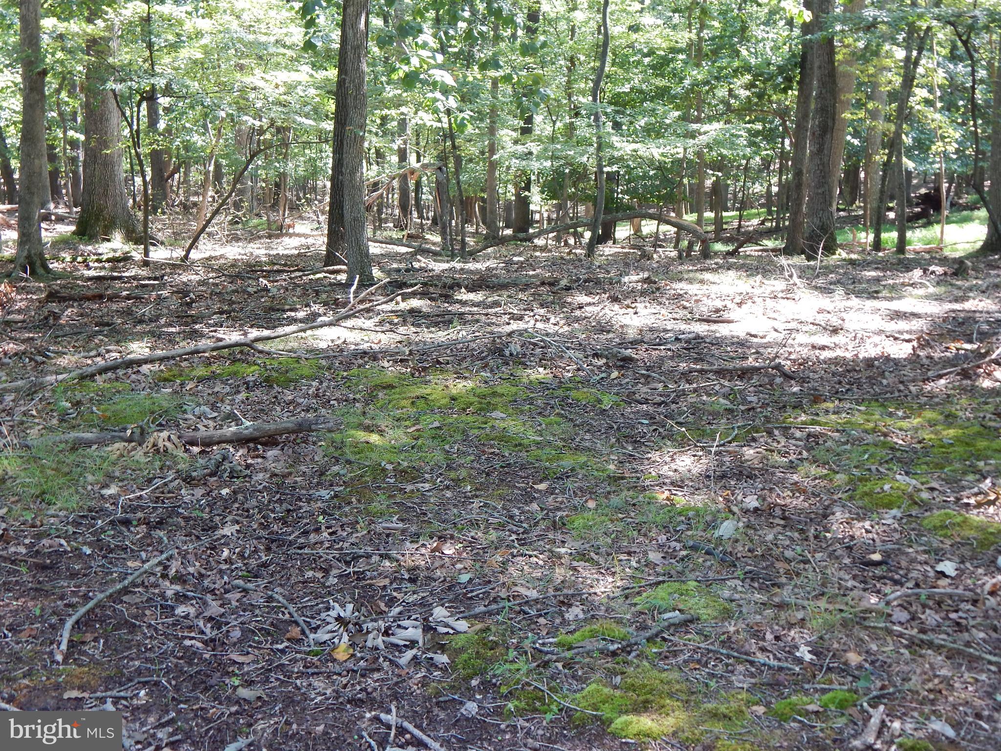 1417 Sideling Mountain TRAIL