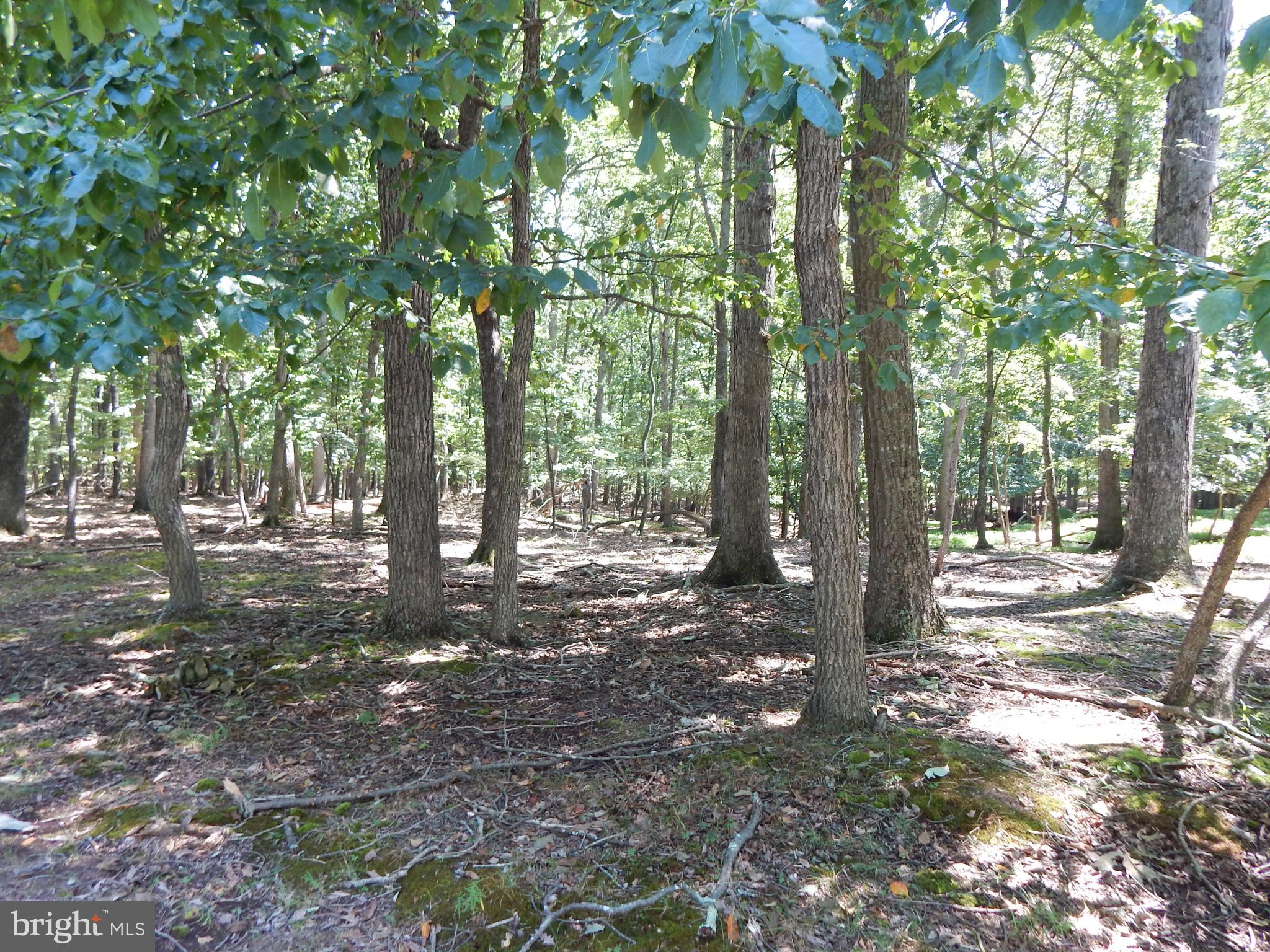 1417 Sideling Mountain TRAIL