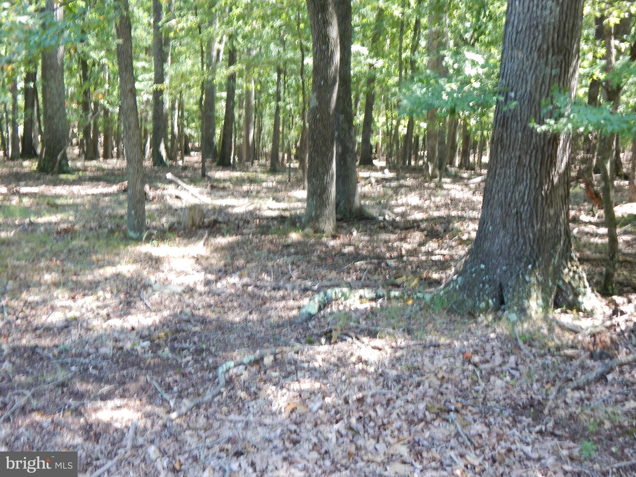 1417 Sideling Mountain TRAIL