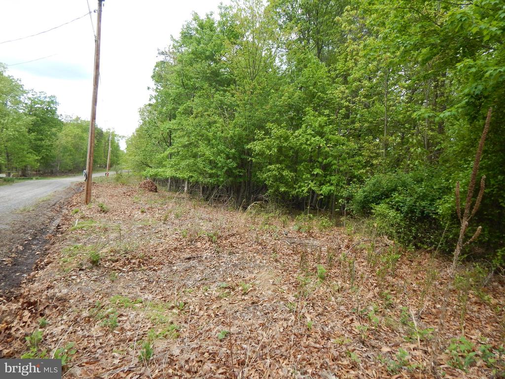 Plum Tree LANE