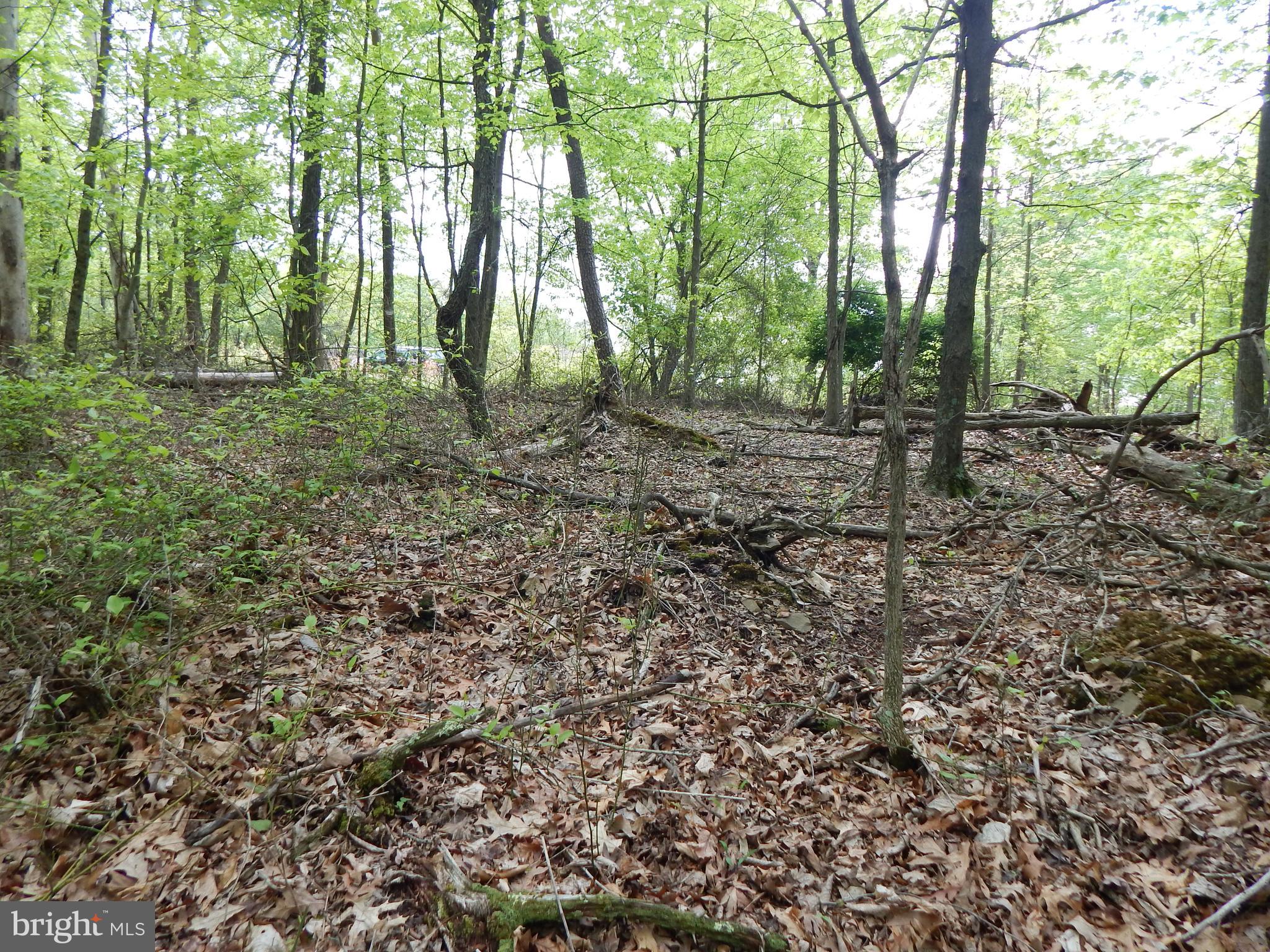 Plum Tree LANE