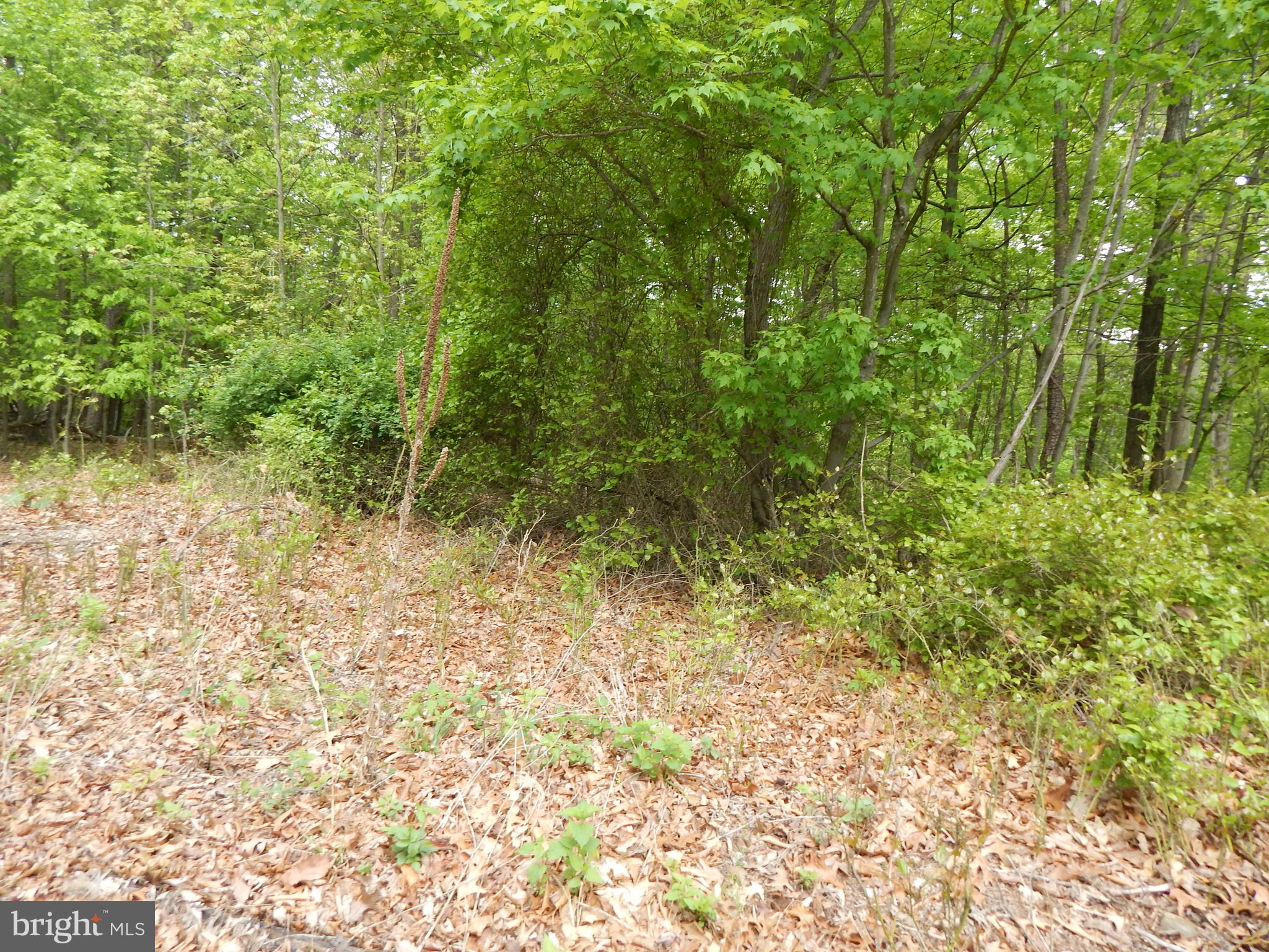 Plum Tree Ln