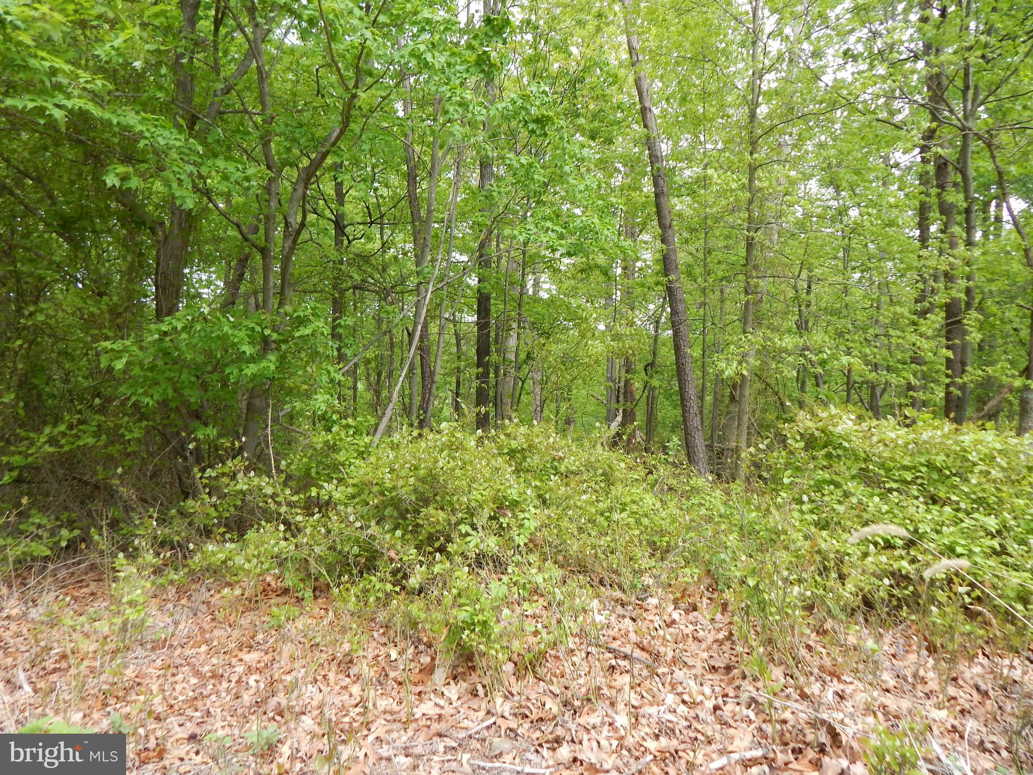 Plum Tree Ln