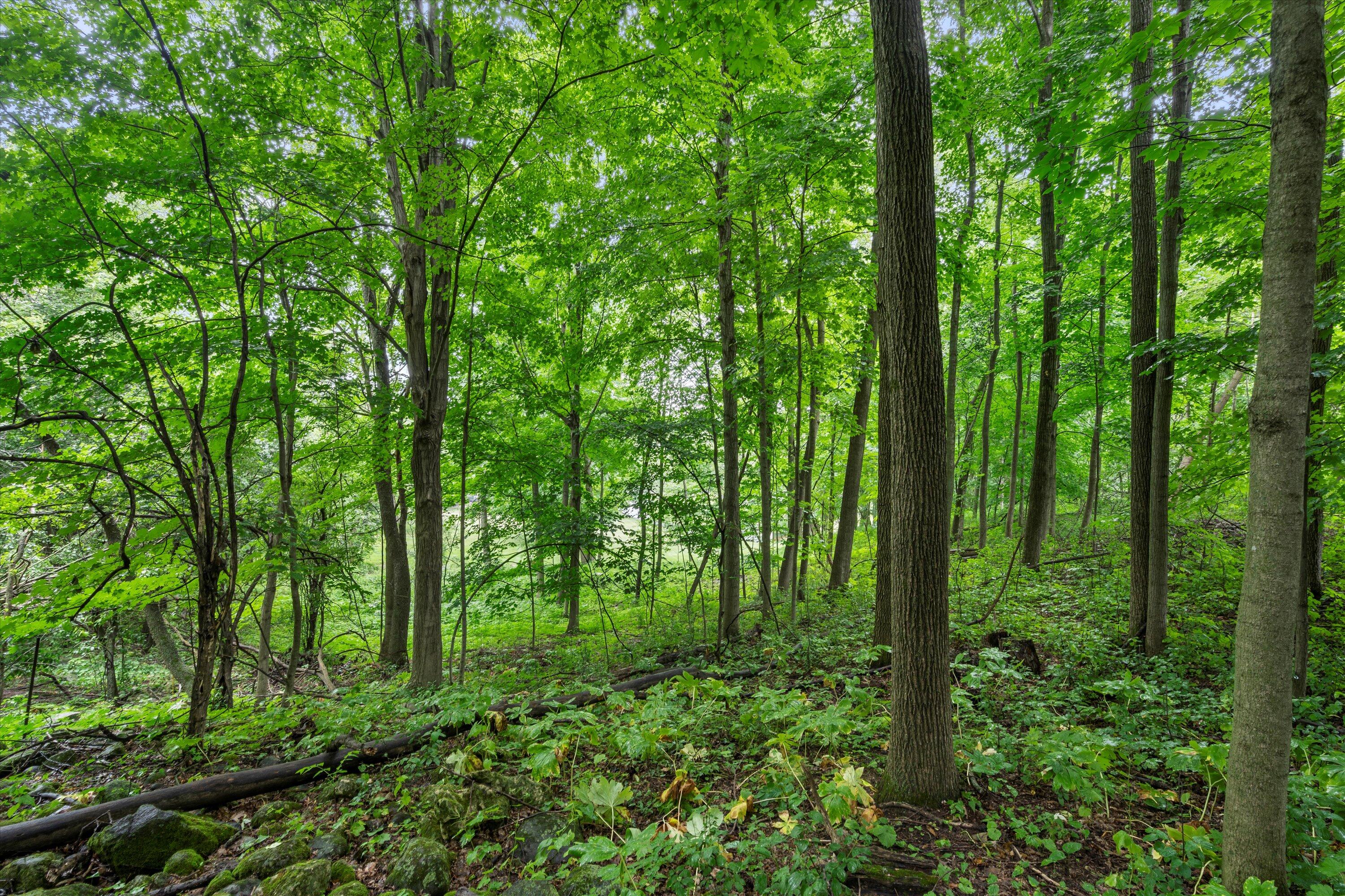 3172 Willowgate Pass