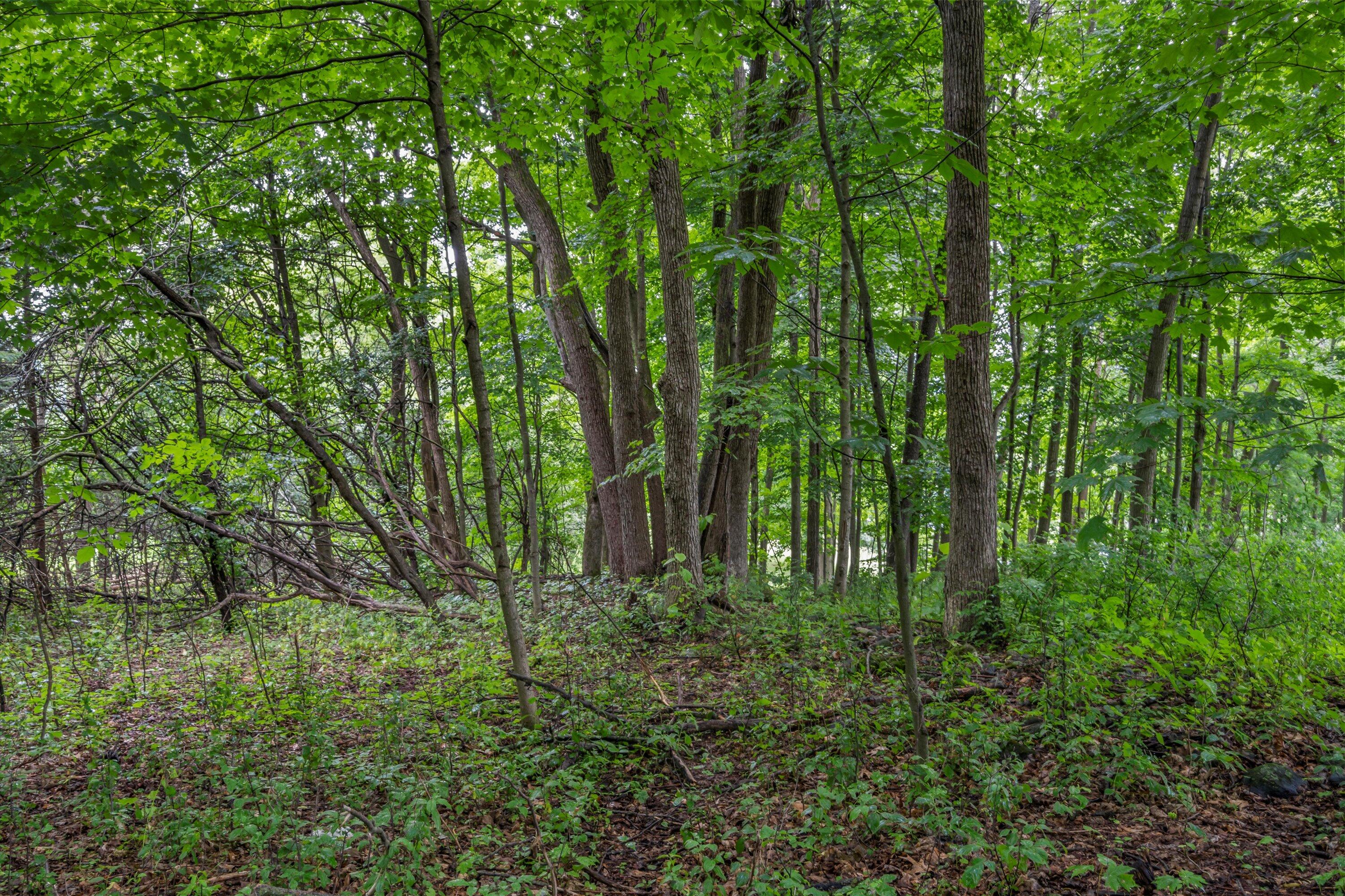 3172 Willowgate Pass