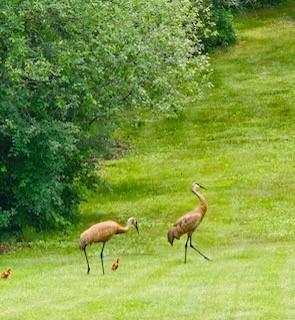 11691 115th Street N