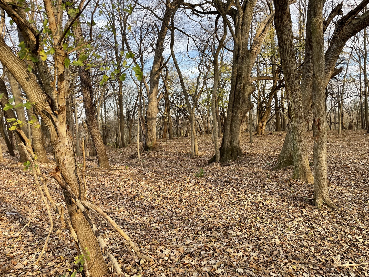 16 Timber Ridge Drive