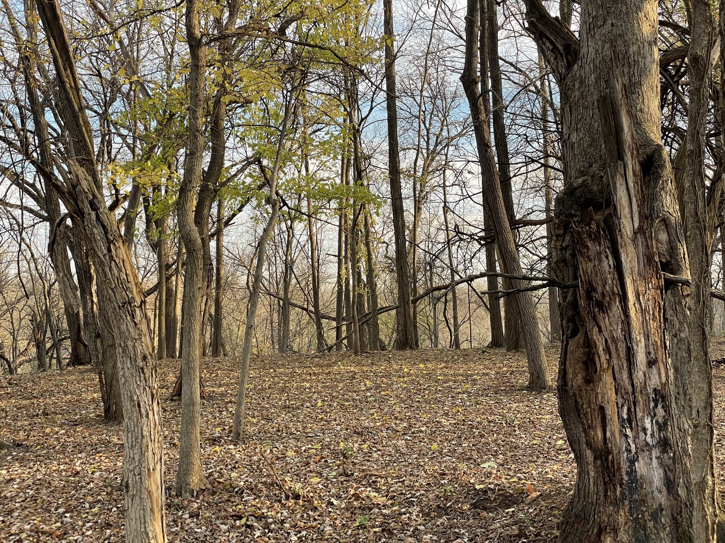 16 Timber Ridge Drive