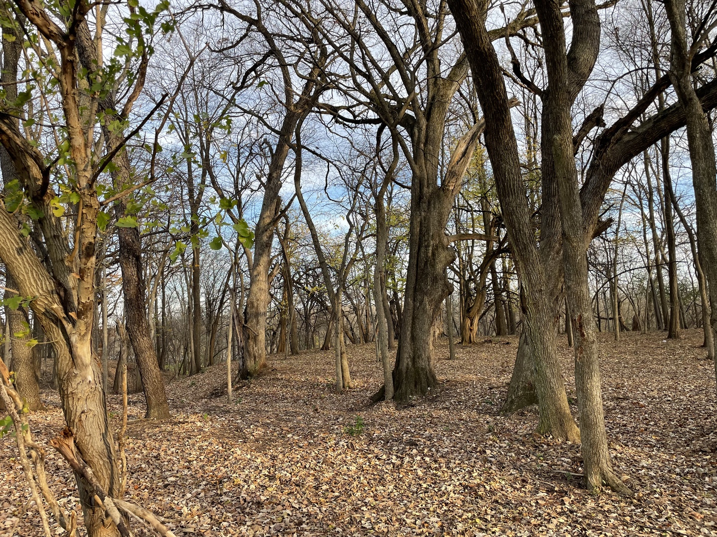 16 Timber Ridge Drive