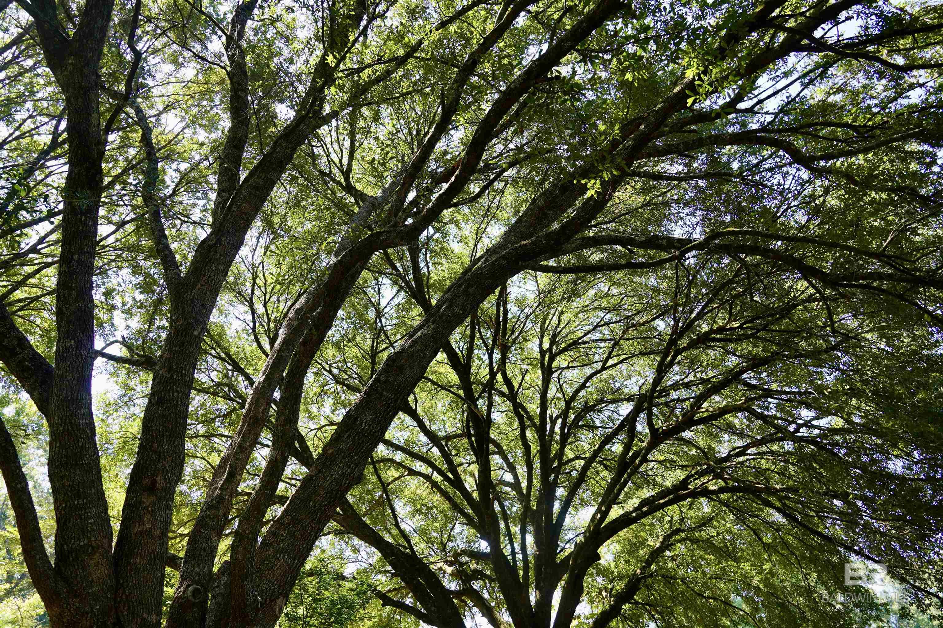 117 Belle Meade Drive