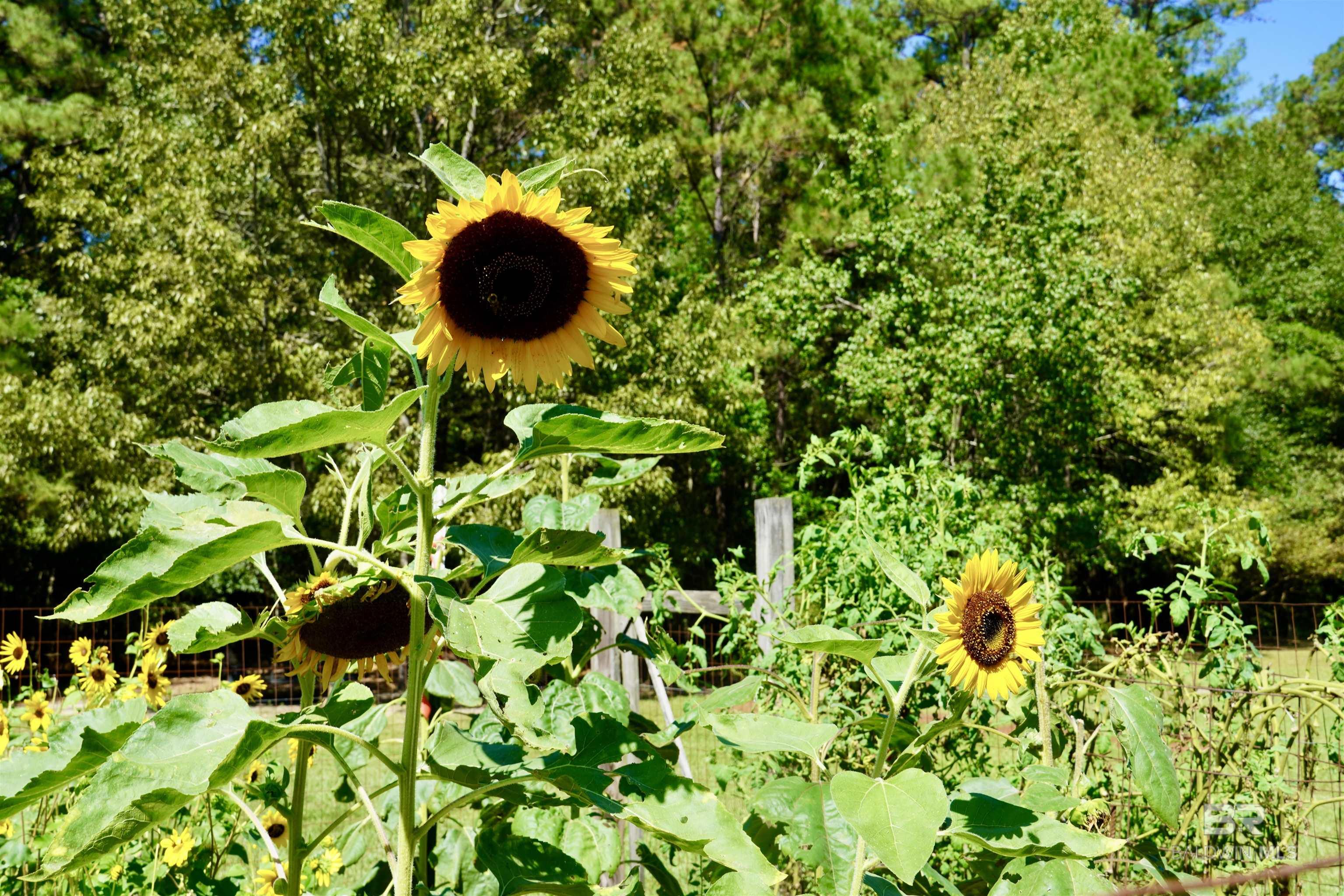 117 Belle Meade Drive