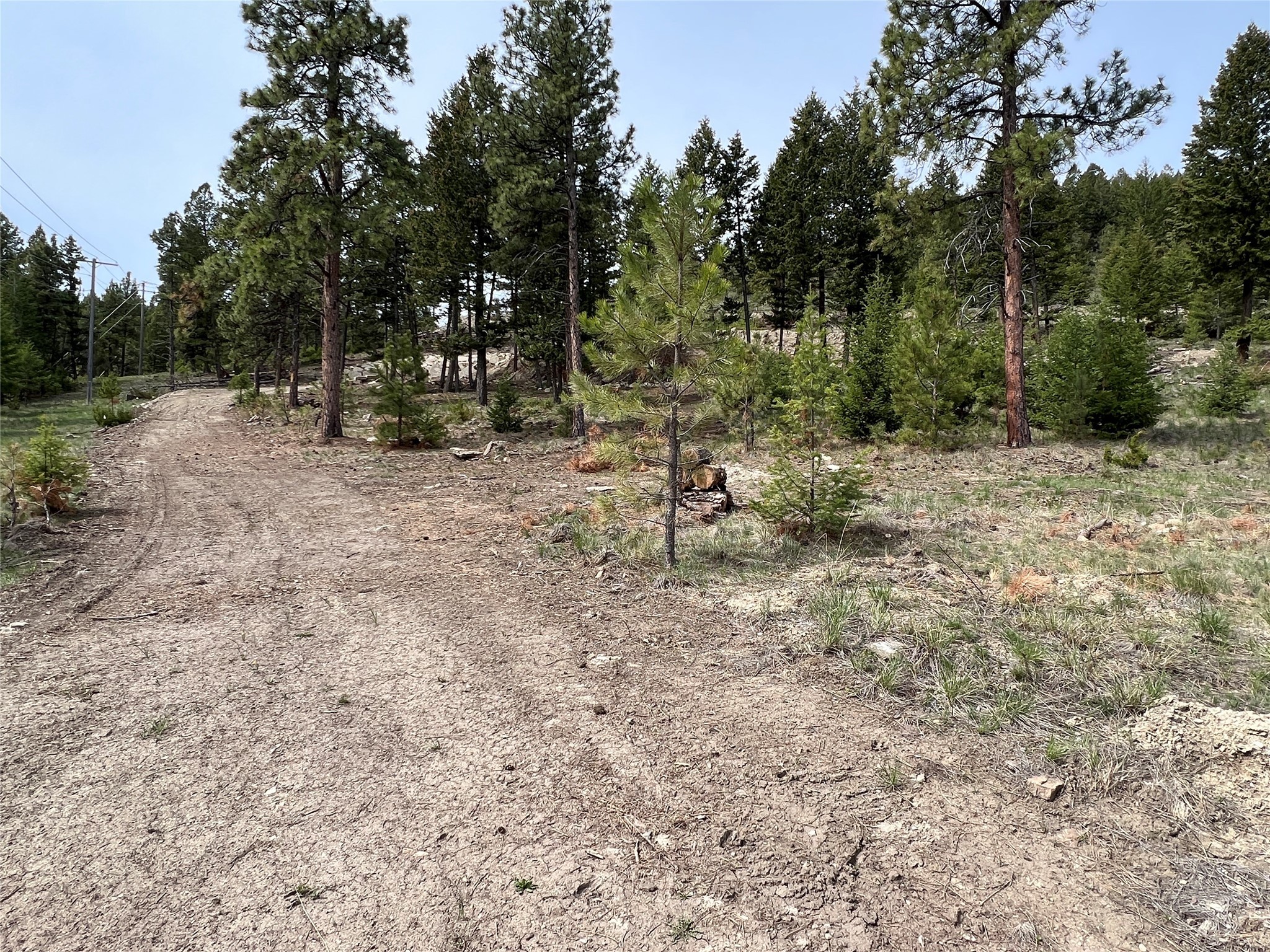 Wooded property lot with a dirt track winding through pine trees and rocky, sparse ground.