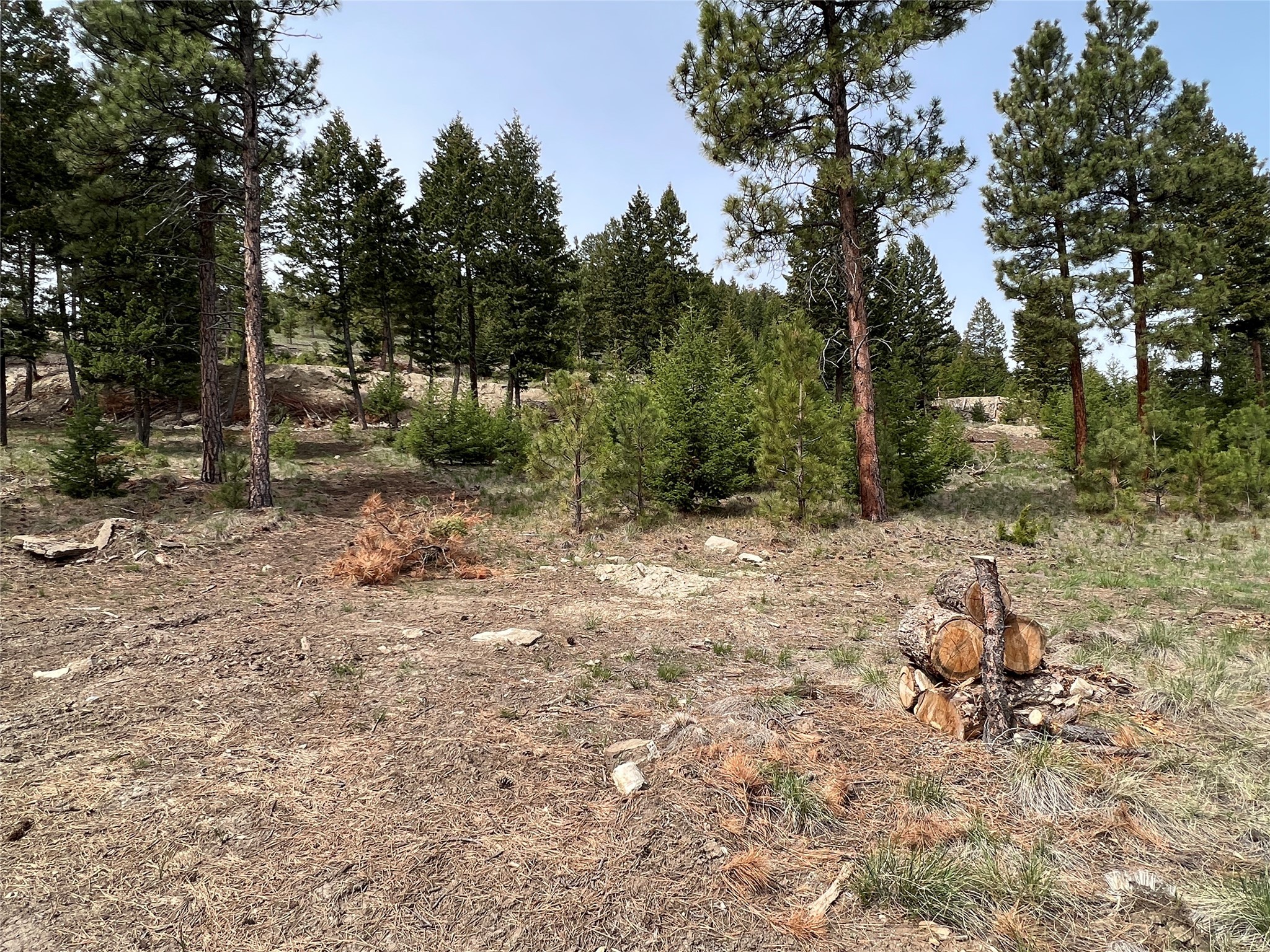 Rocky hillside lot with tall pine trees, partially cleared ground, and cut logs in the foreground.