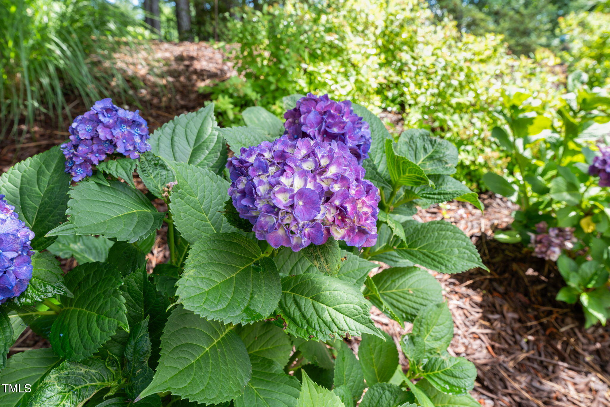 Purple and blue hydrangeas with broad green leaves in a mulched garden bed.