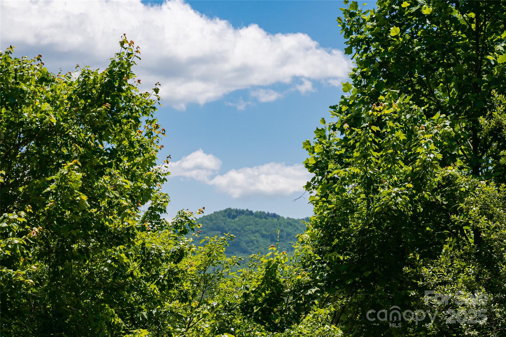 2117 Deep Woods Drive