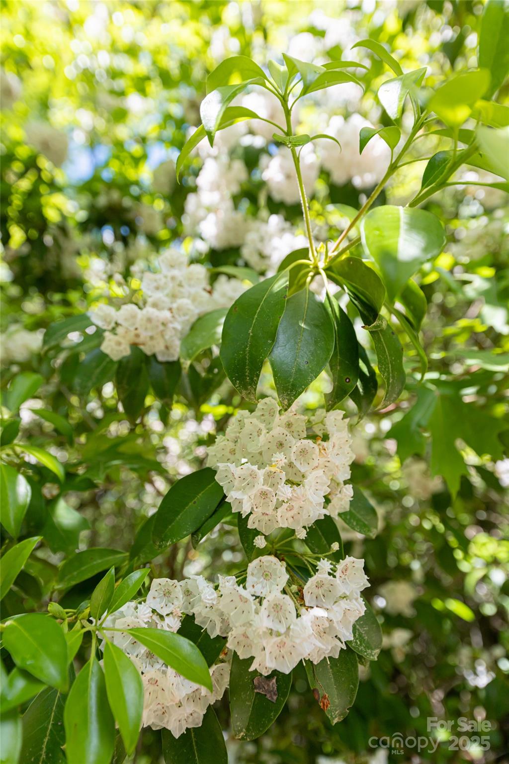 2117 Deep Woods Drive