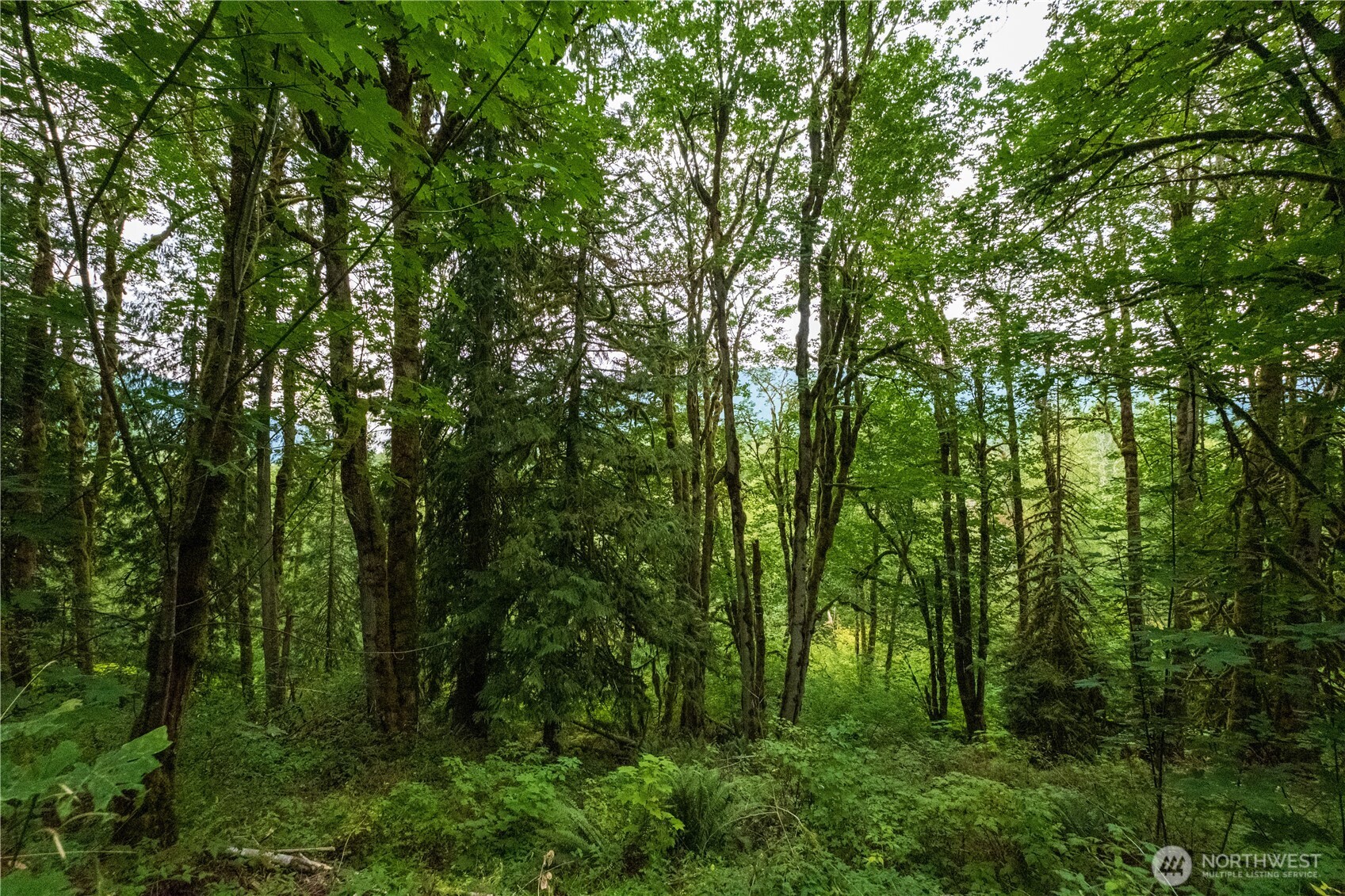 245 xx SE 146th Street