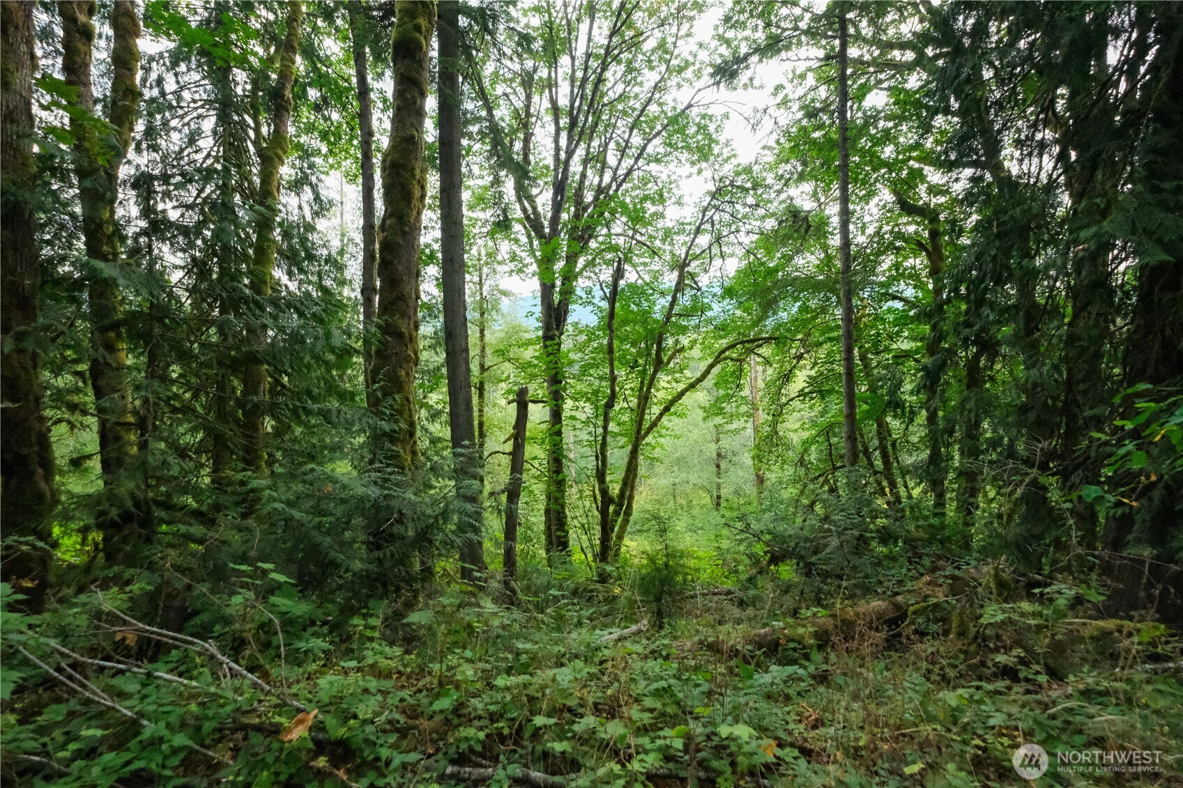 245 xx SE 146th Street