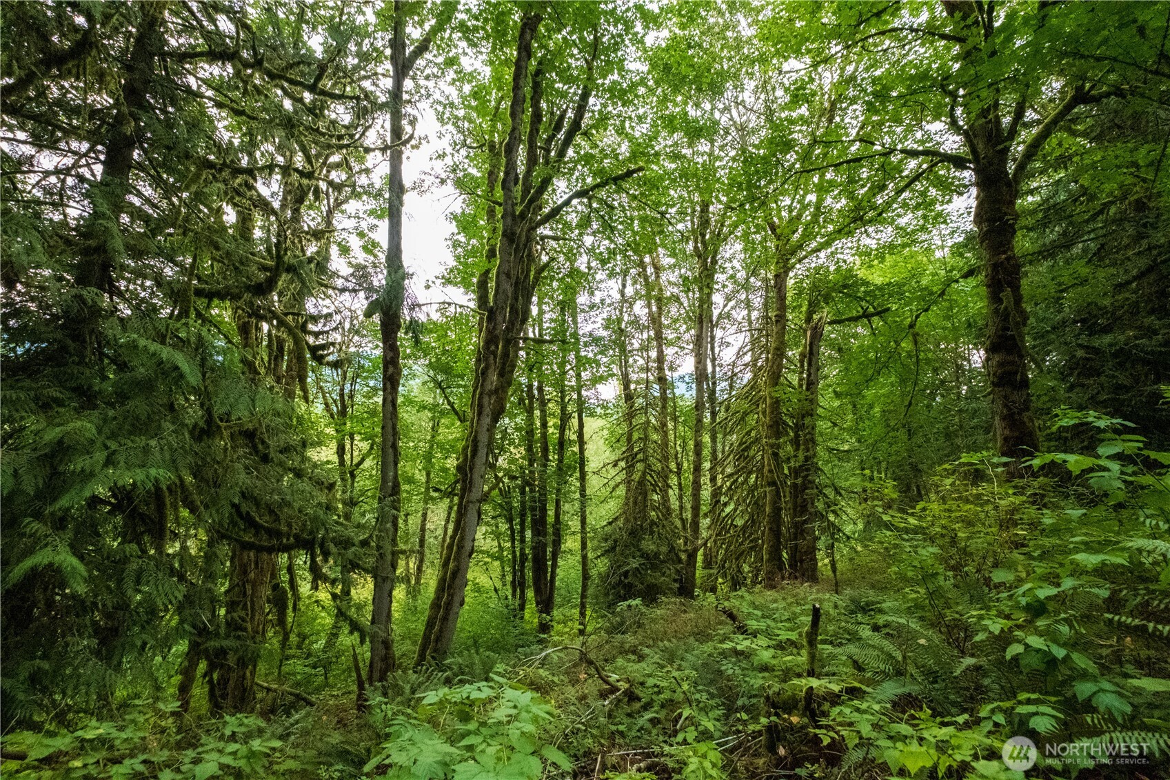 245 xx SE 146th Street