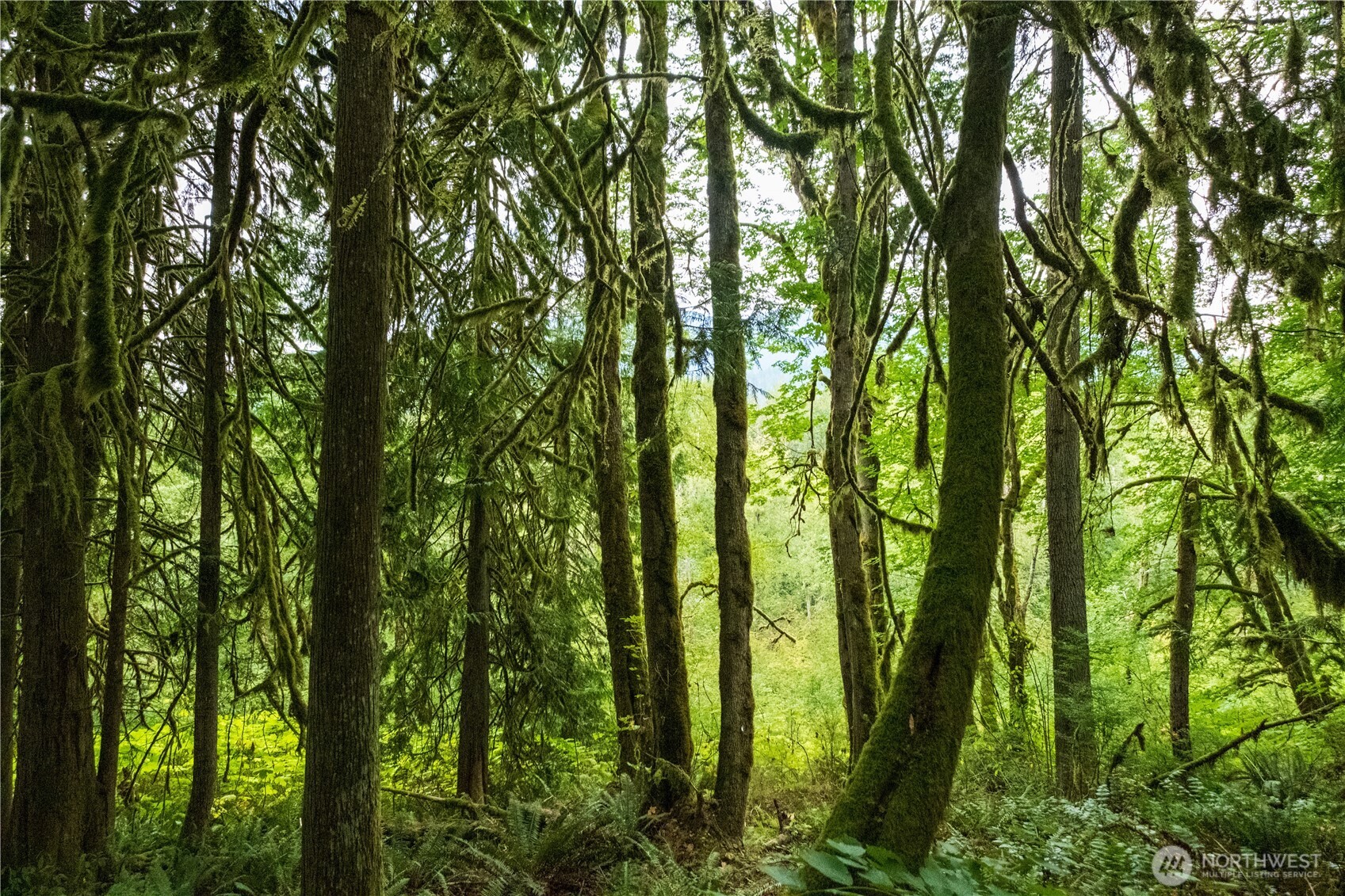 245 xx SE 146th Street