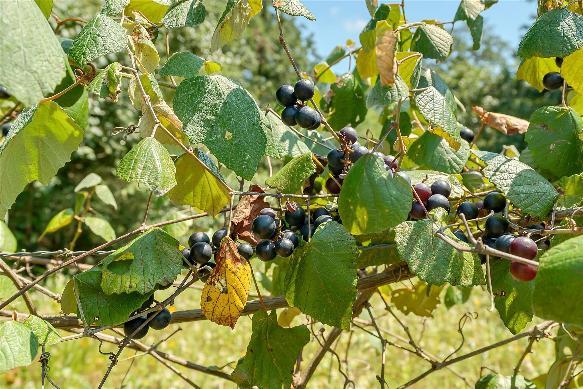 19231 County Road 215