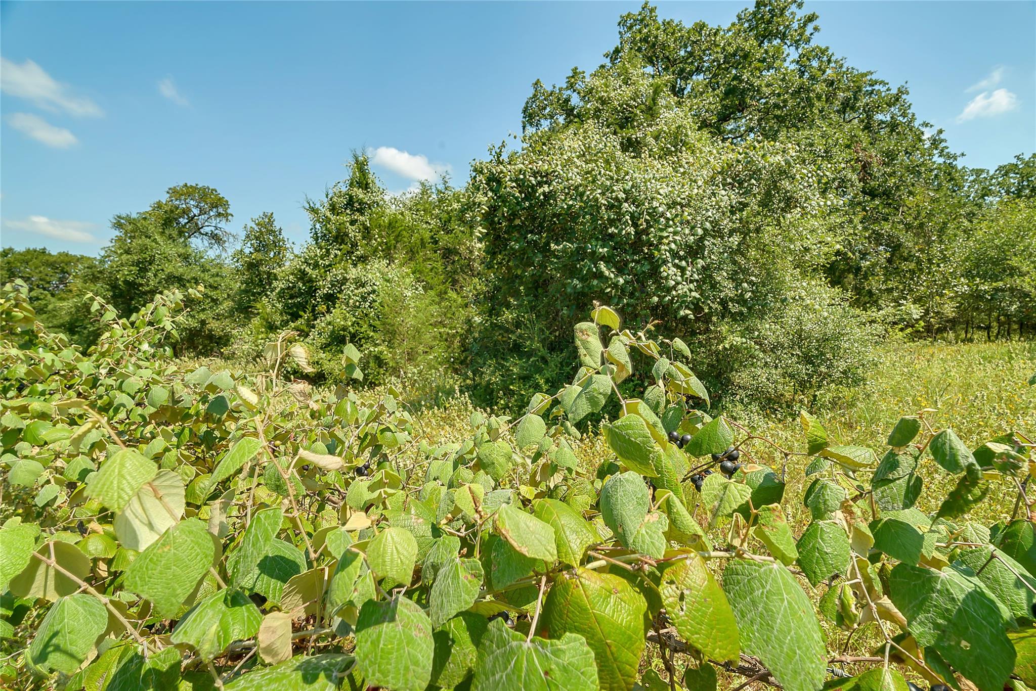 19231 County Road 215