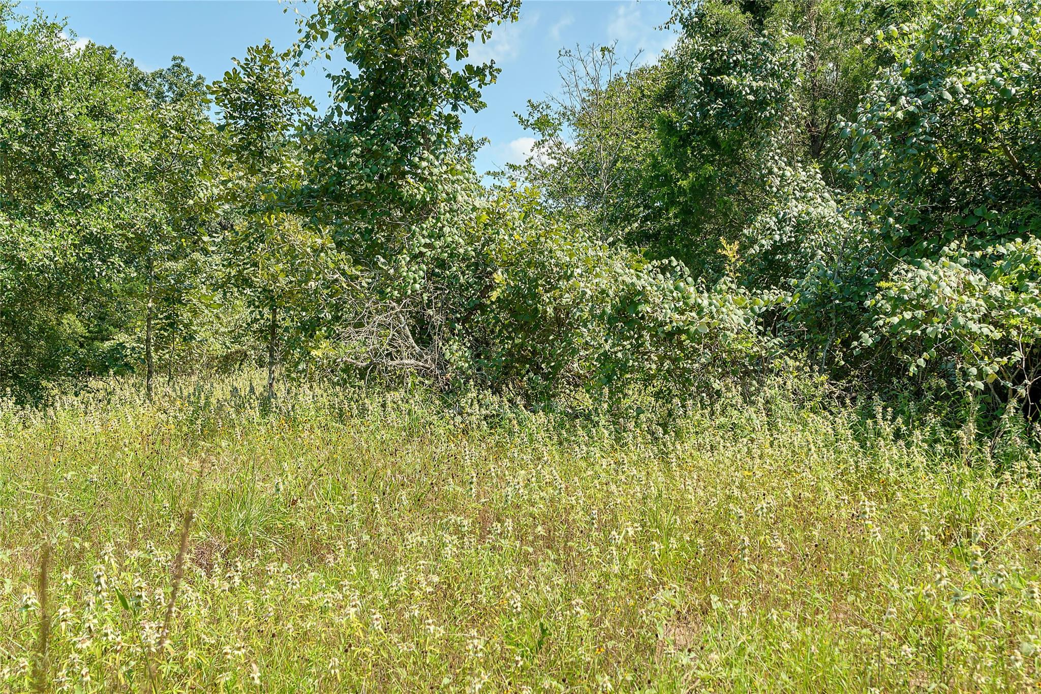 Parcel 19231 County Road 215
