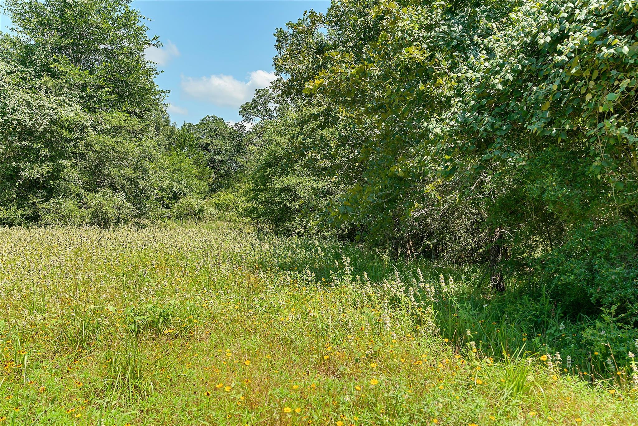 Parcel 19231 County Road 215