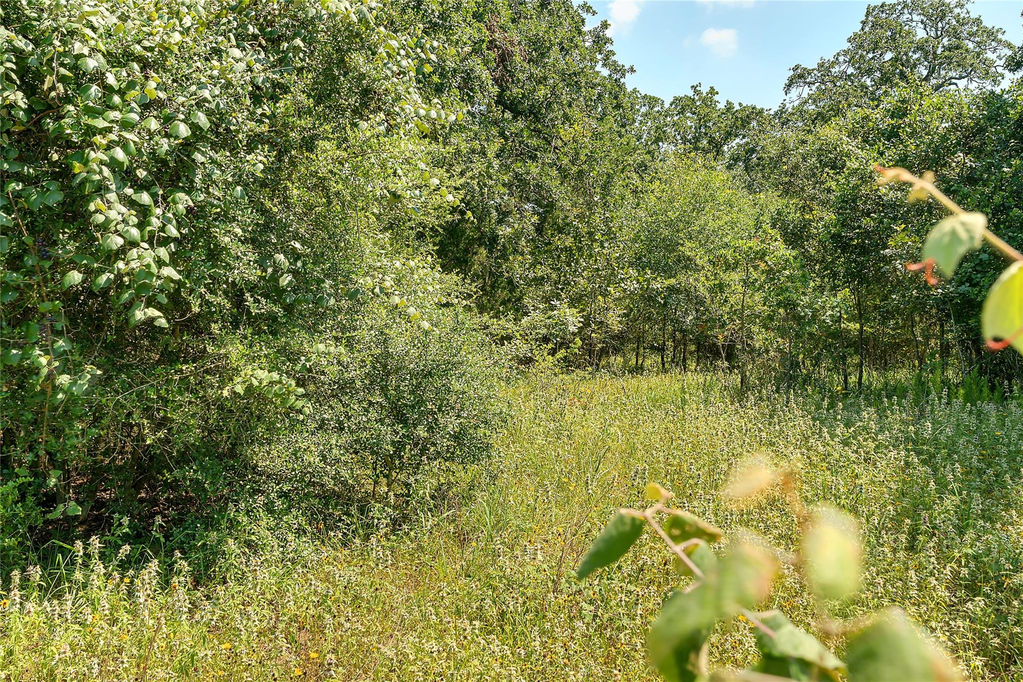 Parcel 19231 County Road 215