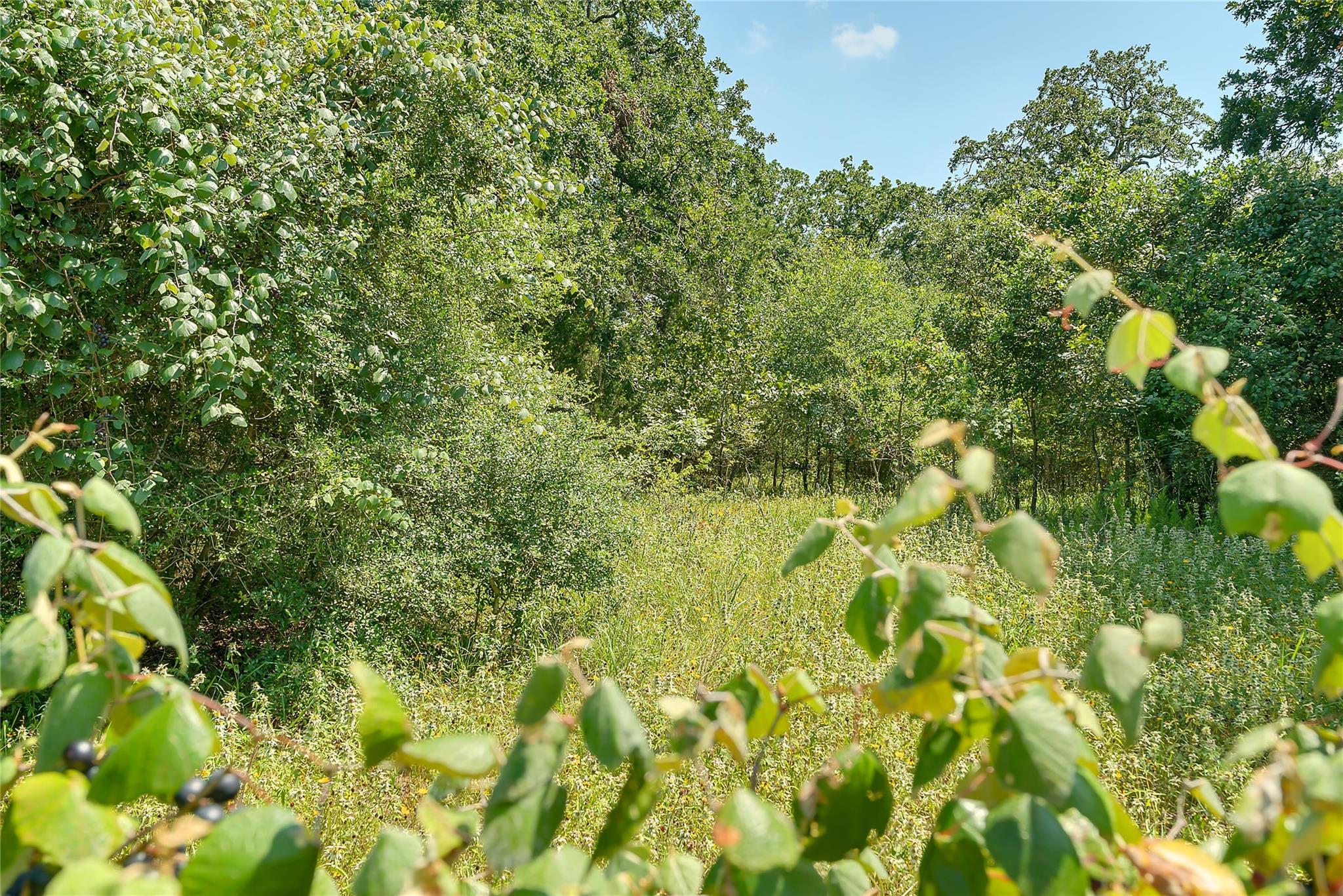 Parcel 19231 County Road 215