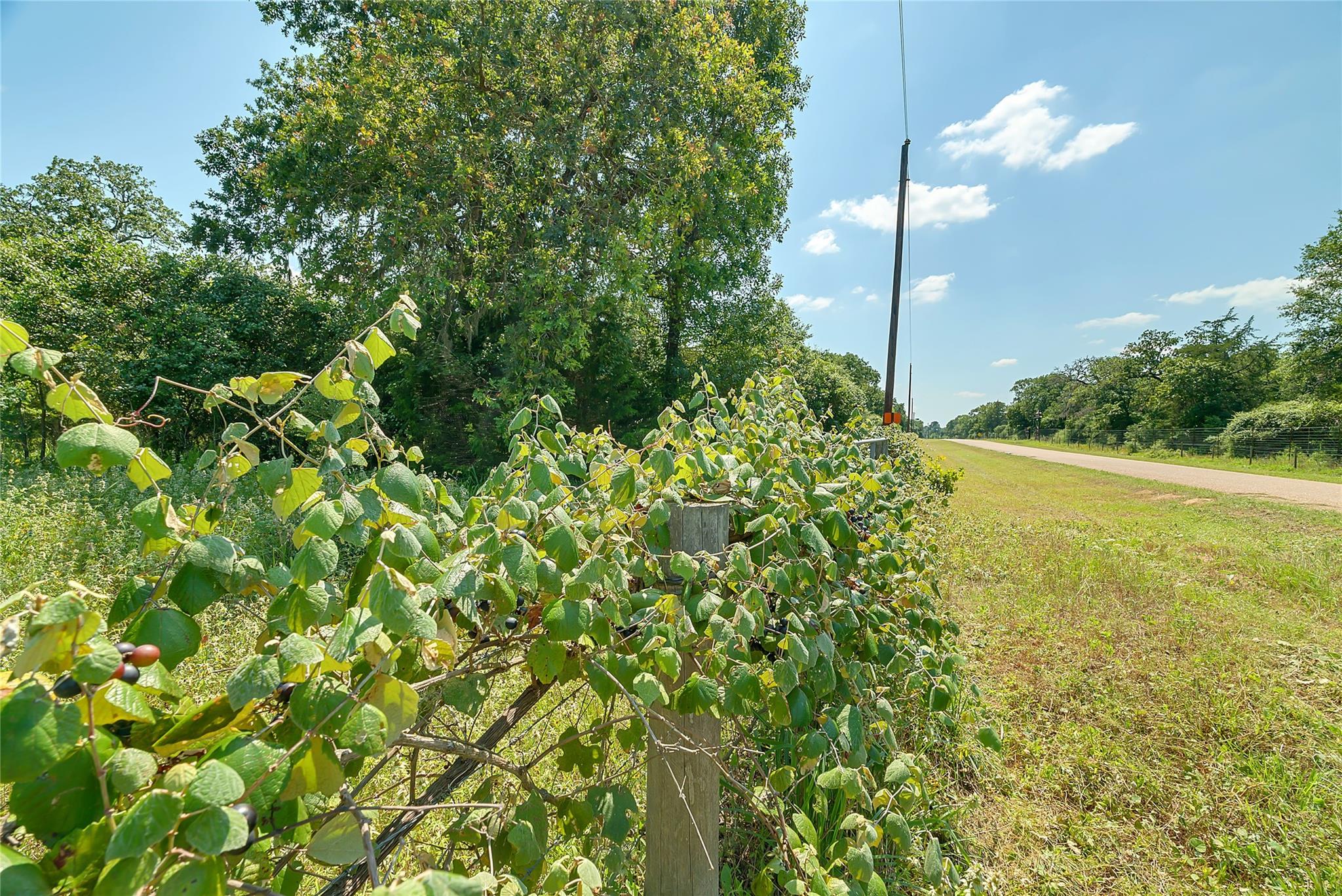 Parcel 19231 County Road 215