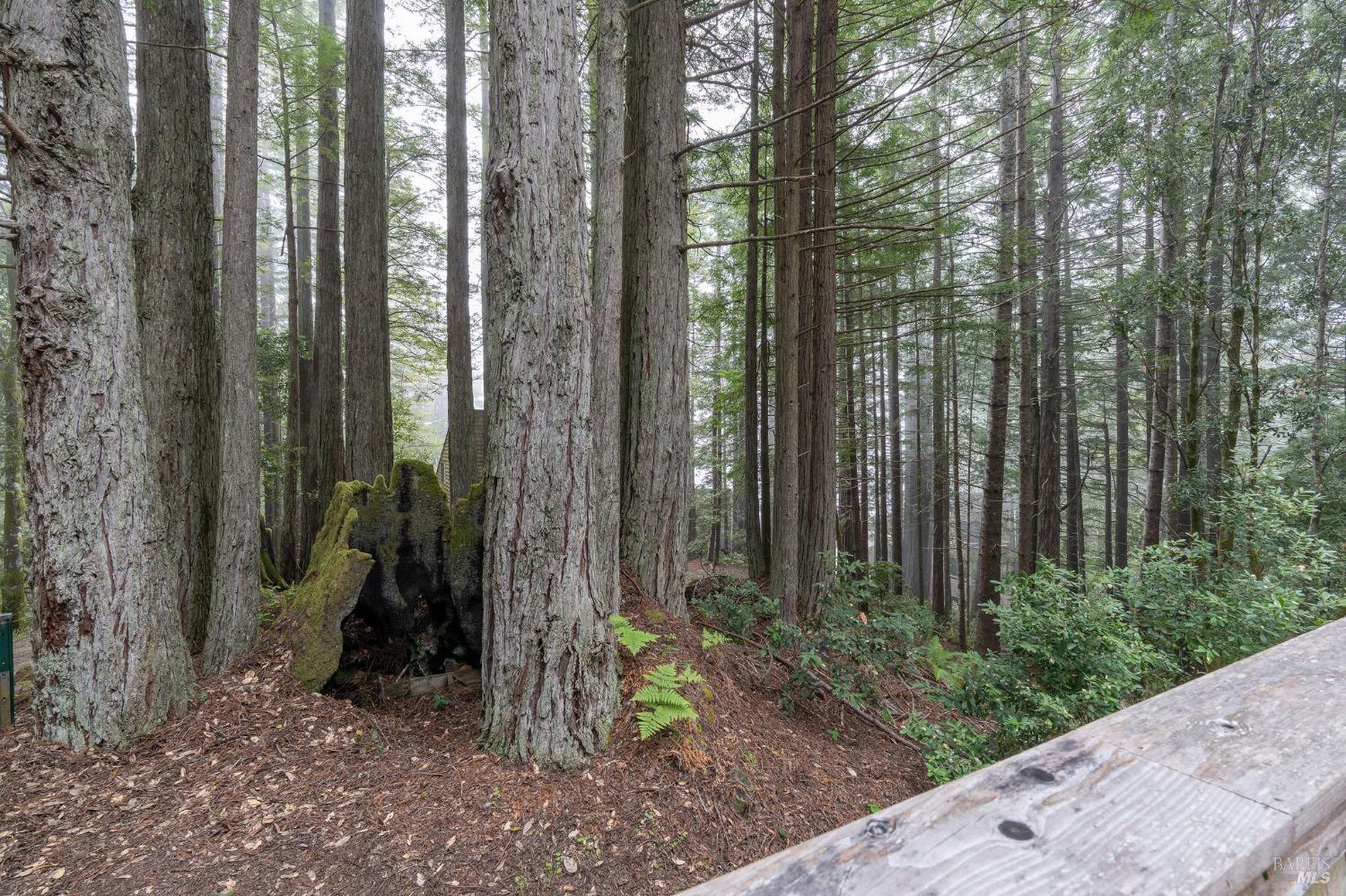 384 Madrone Mdw