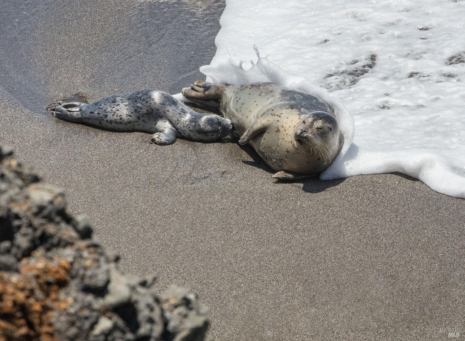 146 White Fir Wood #29A