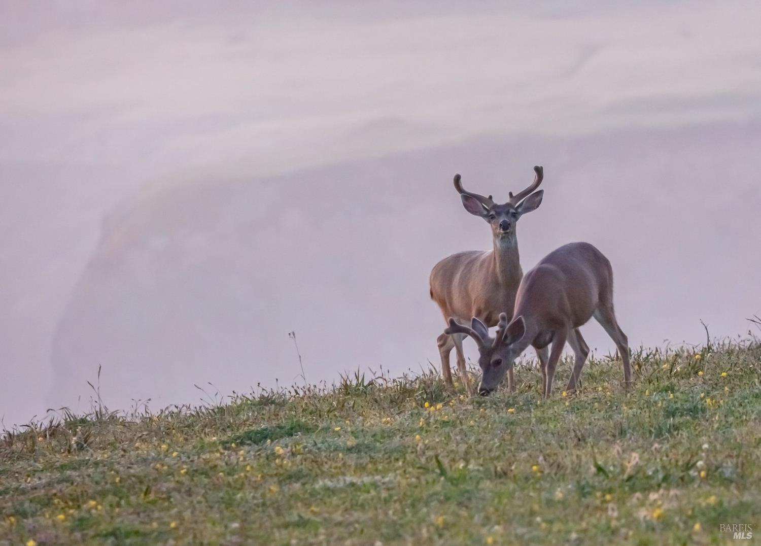 146 White Fir Wood #29A