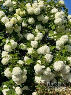 43700 Mountain View Road