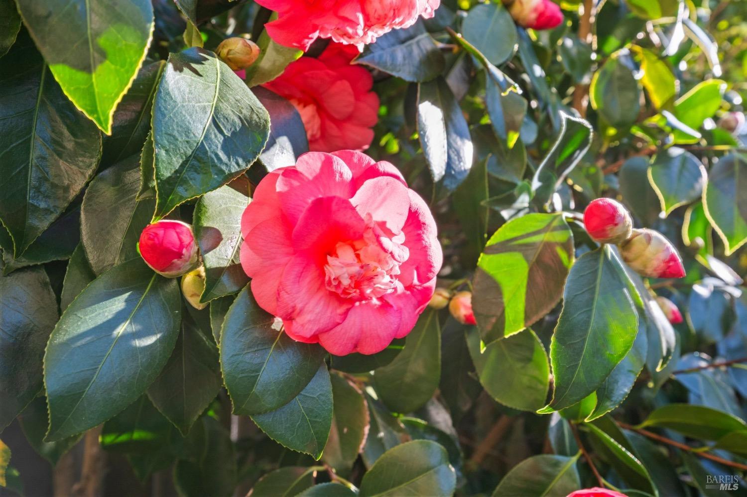 113 Eucalyptus Knoll St