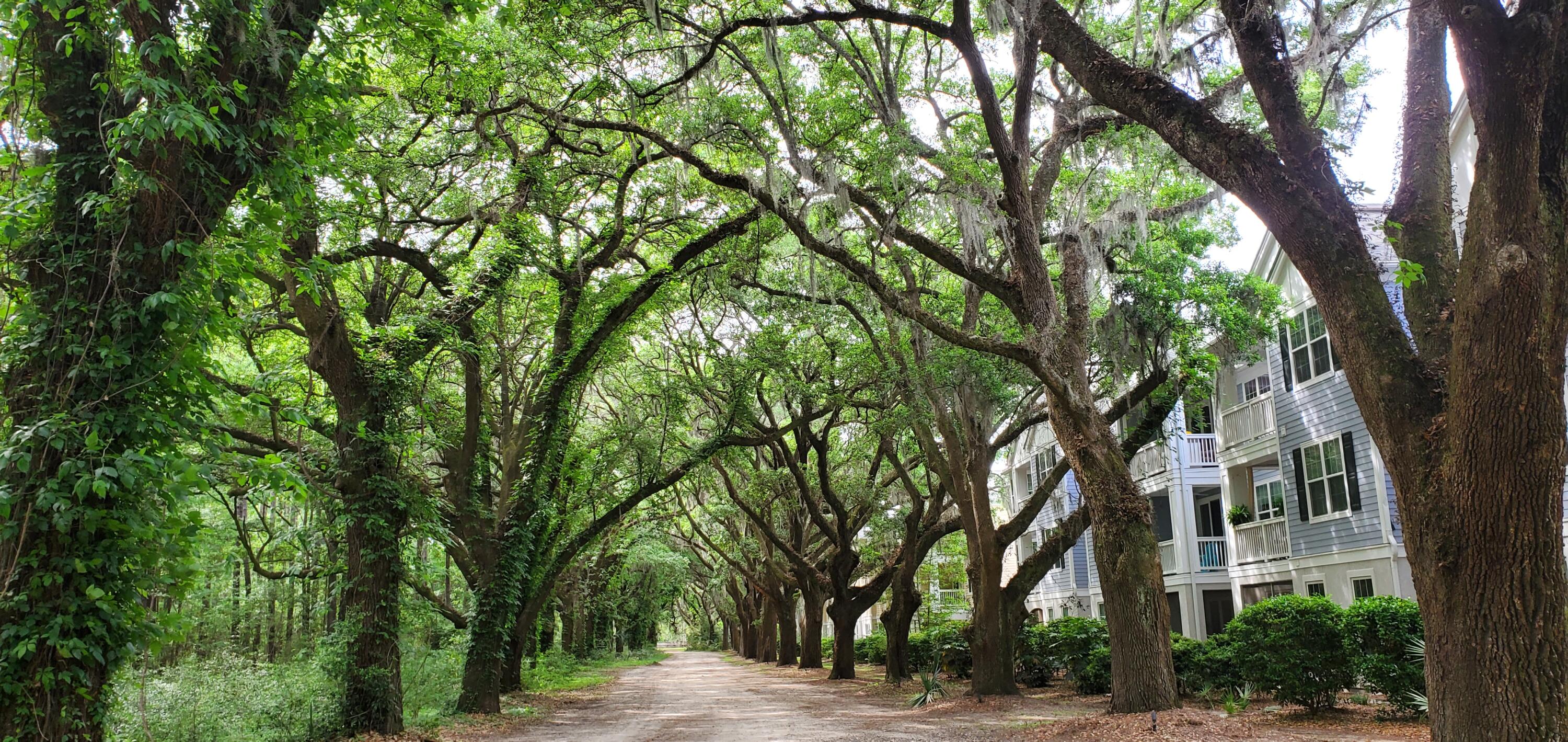 Tree-canopied lane beside a multi-story residence, with mature live oaks and Spanish moss.
