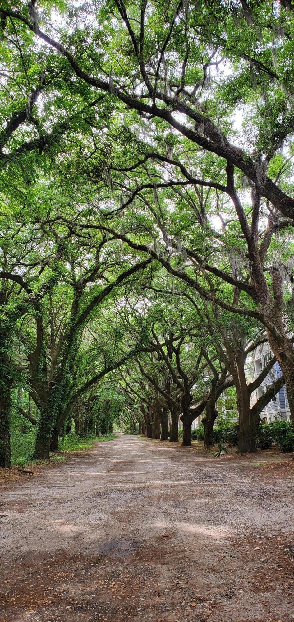 Gravel lane shaded by mature oaks and Spanish moss, with a residential building partly visible.