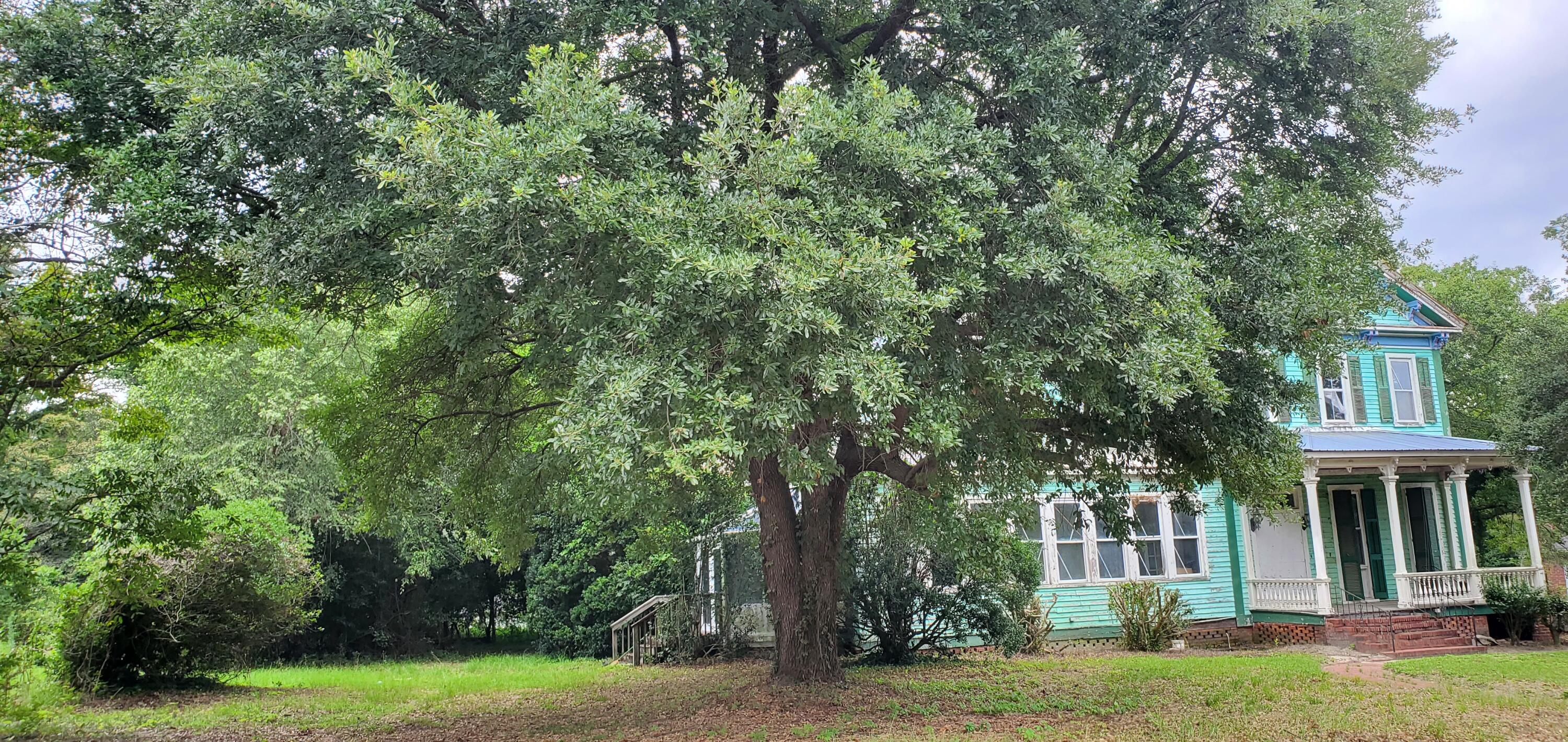 Turquoise house with white porch partly obscured by a large leafy tree.